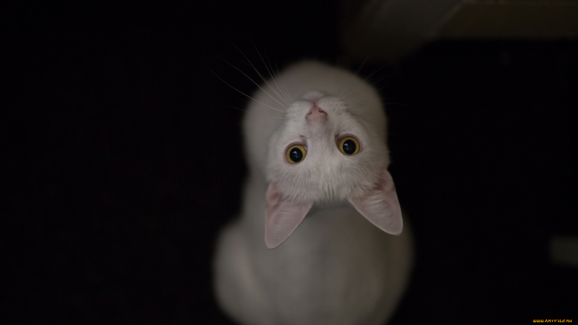 животные, коты, глаза, взгляд, кошка