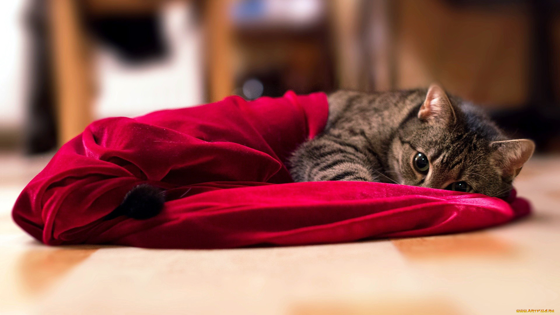 животные, коты, ткань, взгляд