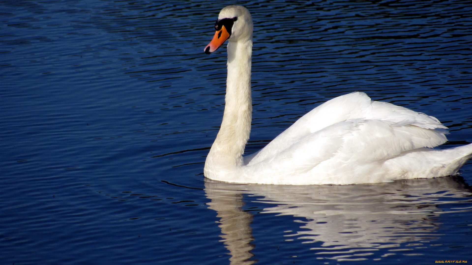 животные, лебеди, река, птица