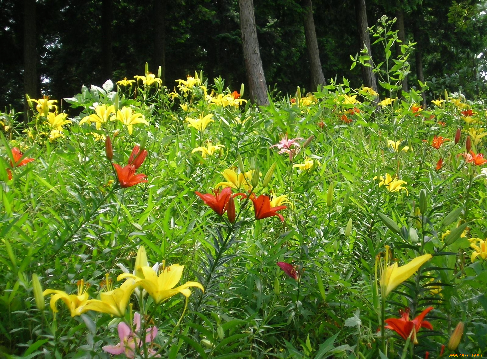 цветы, лилии, , лилейники