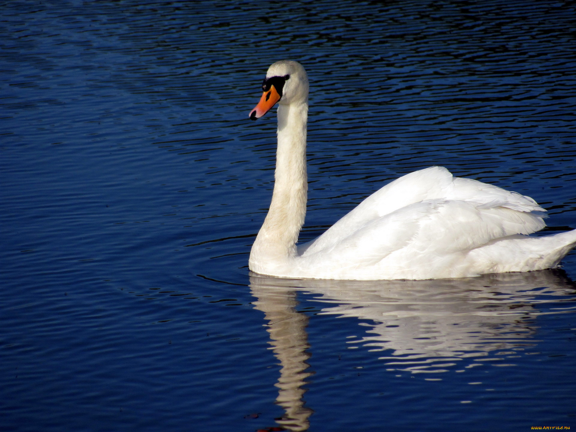 животные, лебеди, река, птица