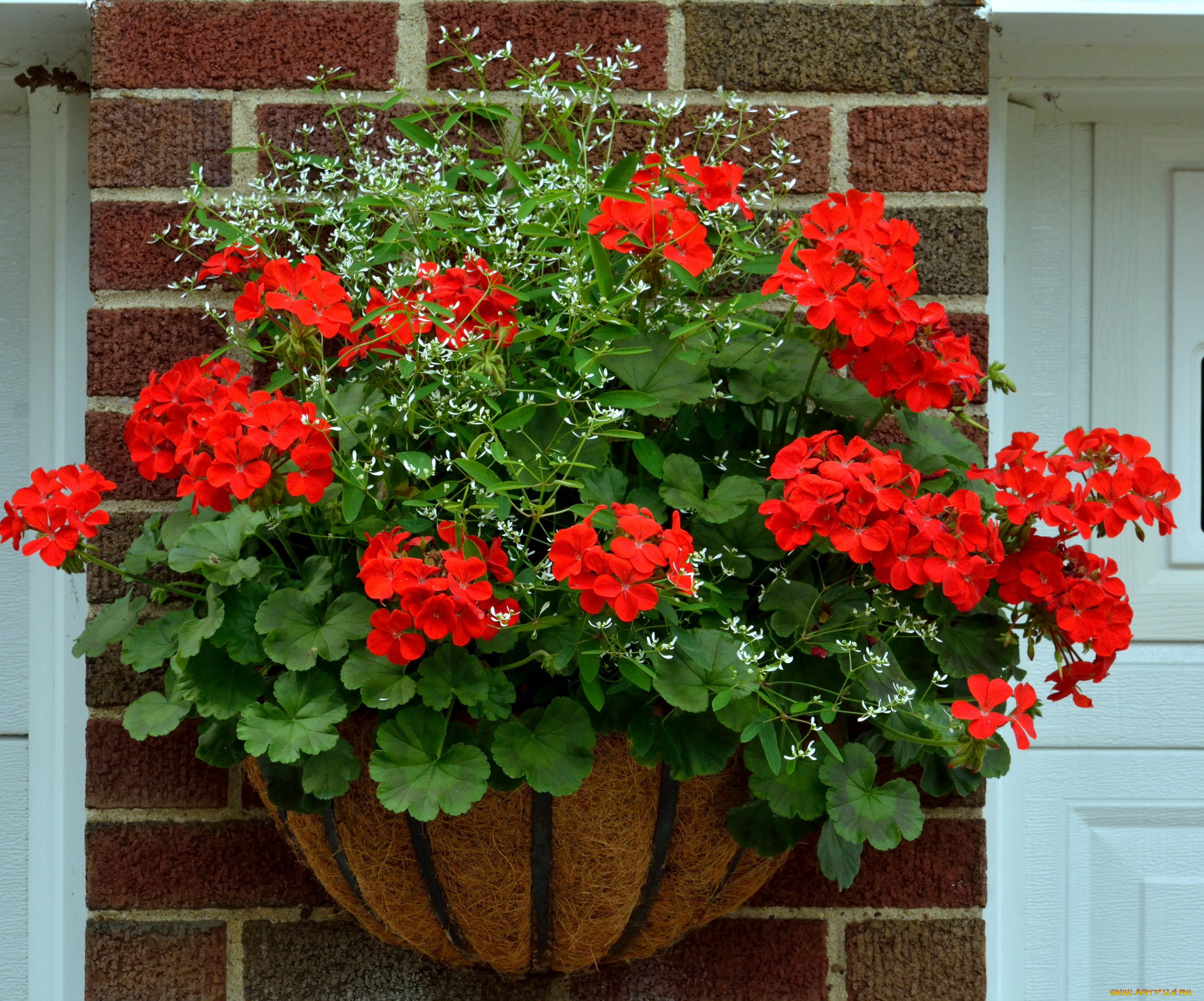 цветы, герань, алый