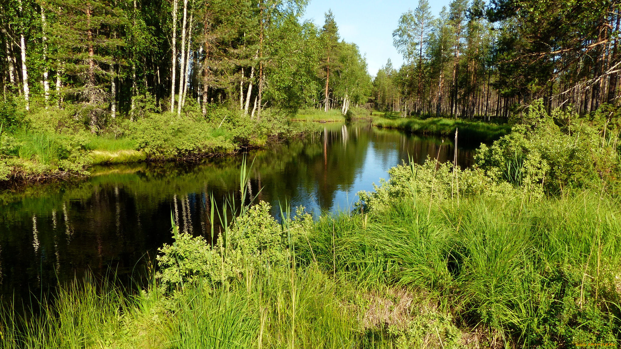 природа, реки, озера, река, лес