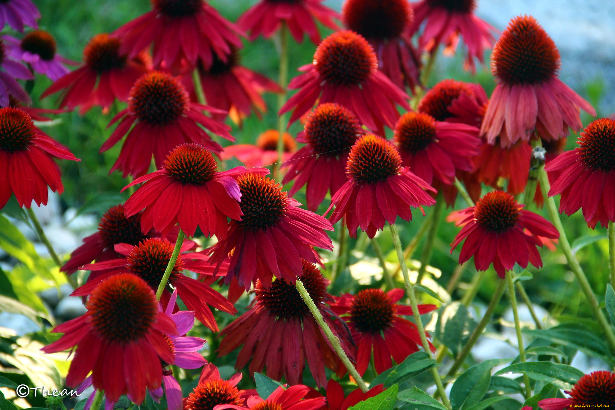 цветы, эхинацея, лекарственные