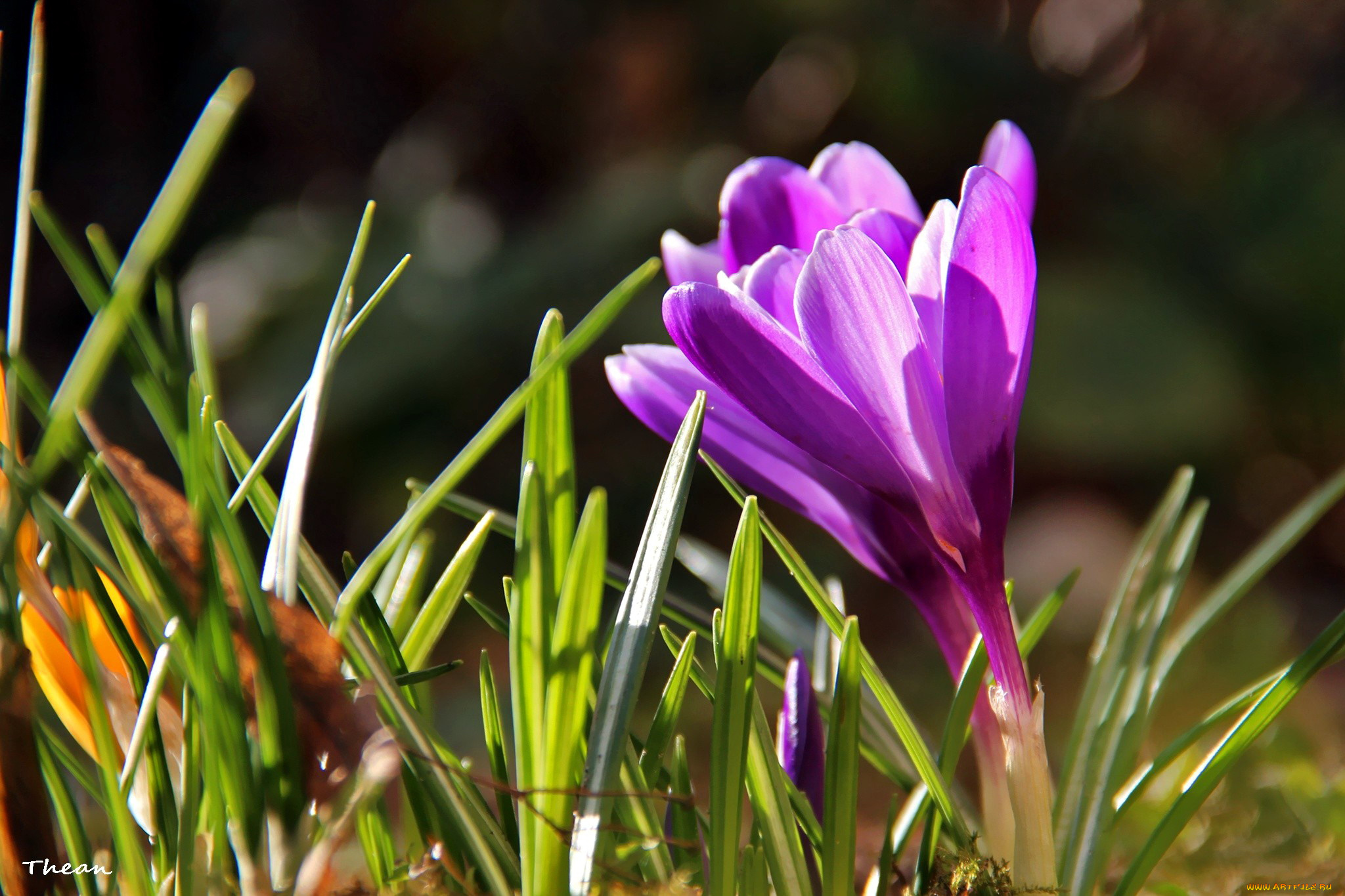 цветы, крокусы, первоцвет