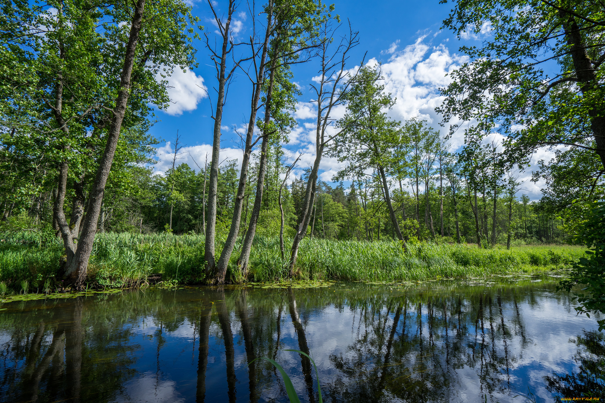 природа, реки, озера, река, лес