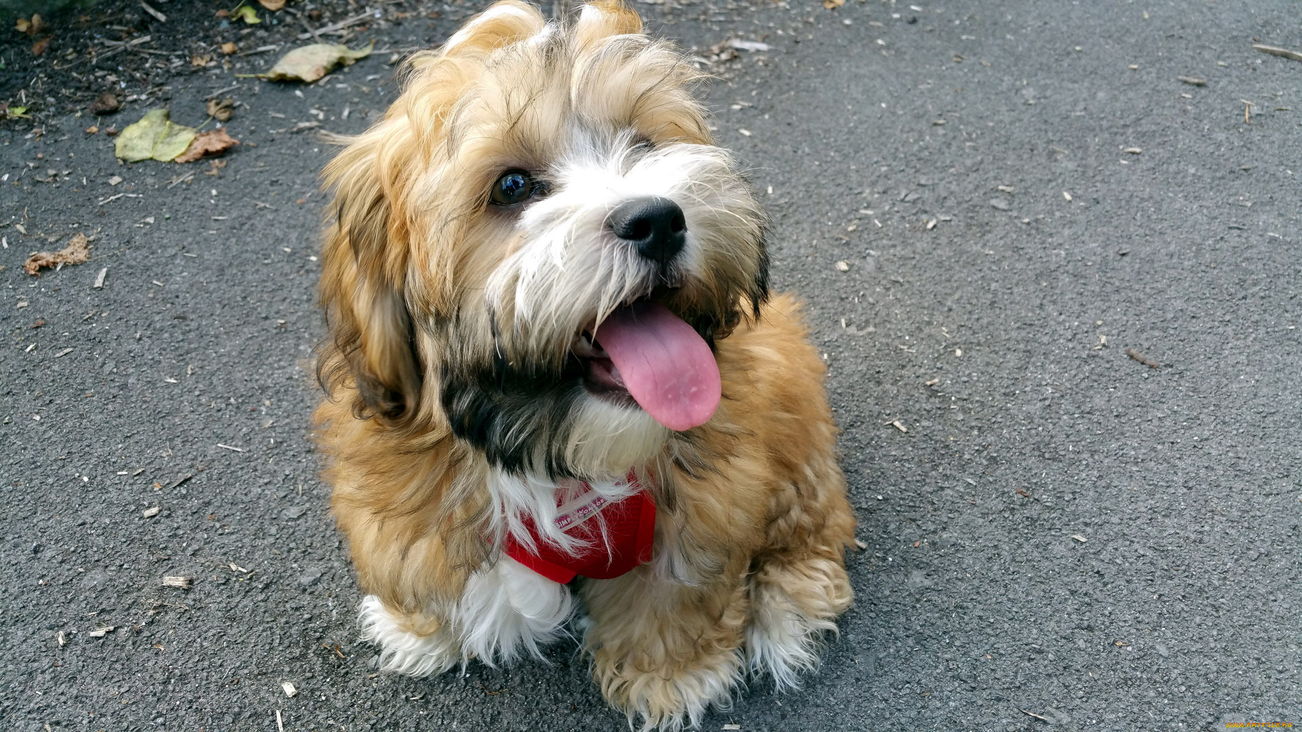 животные, собаки, щенок