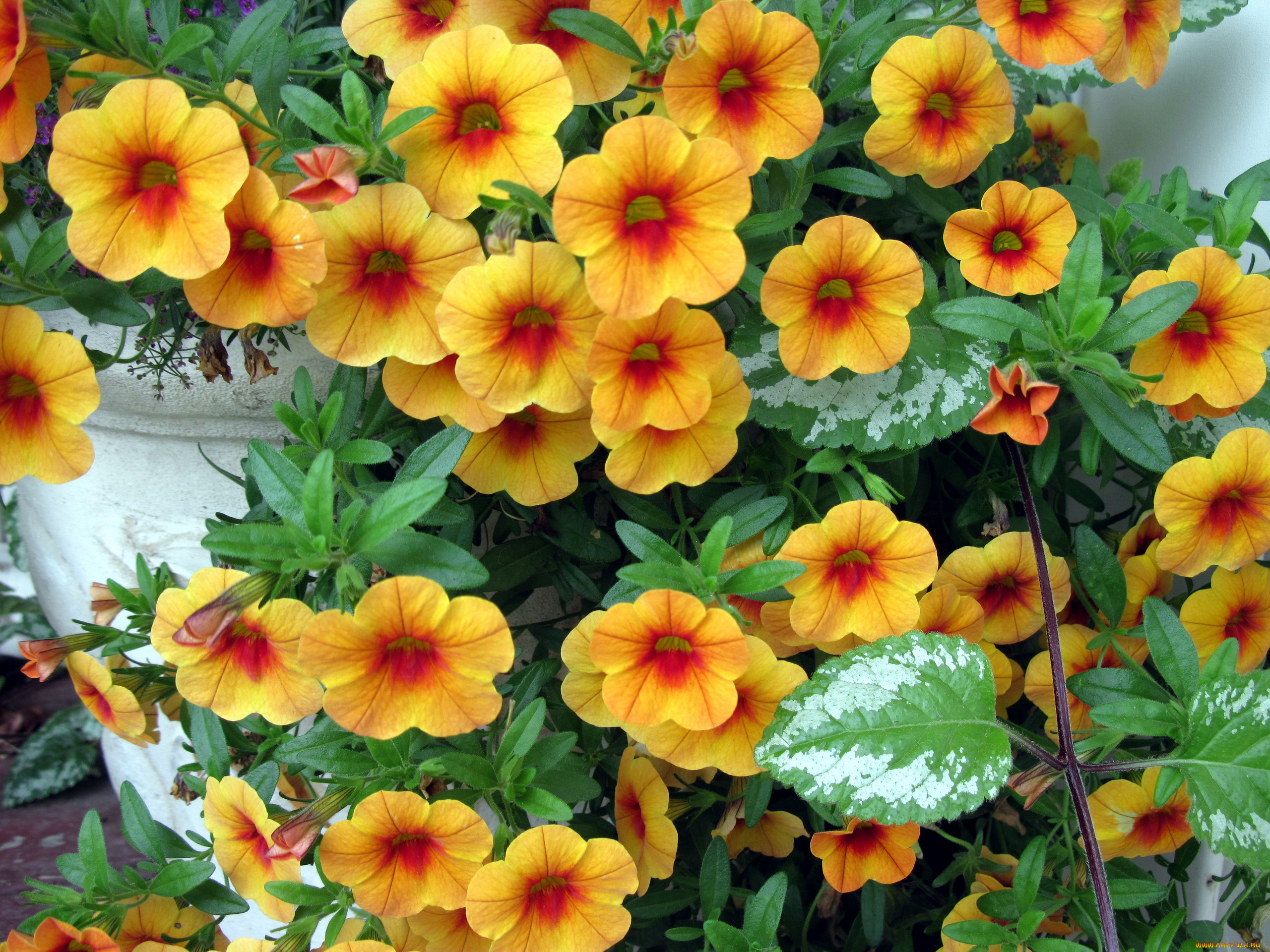 цветы, петунии, , калибрахоа, калибрахоа