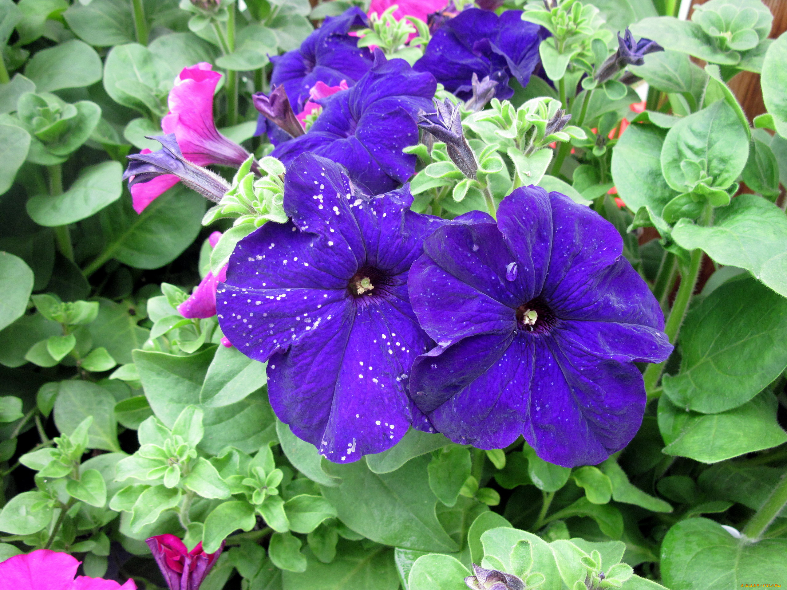 цветы, петунии, , калибрахоа, синий