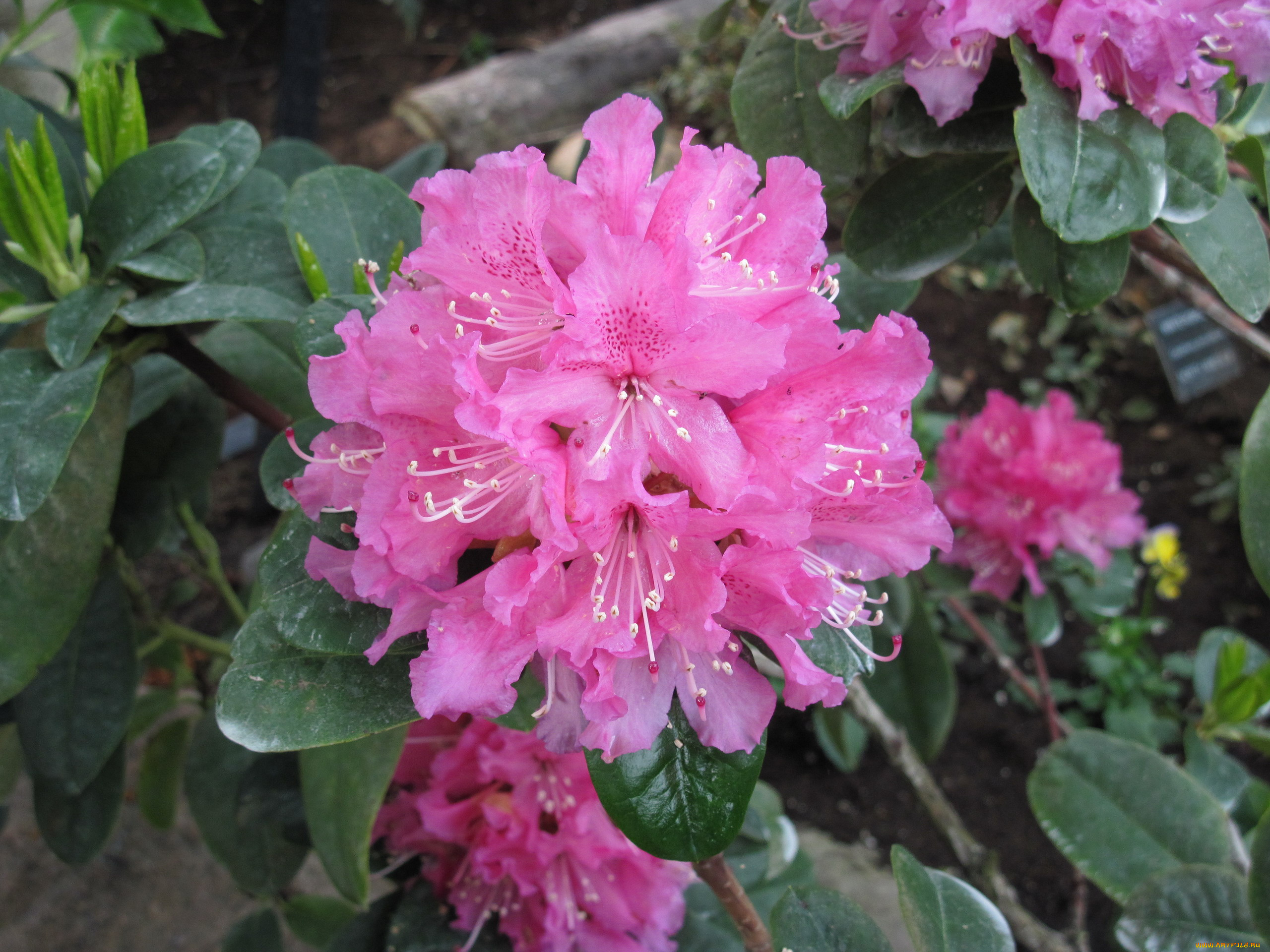 цветы, рододендроны, , азалии, азалия