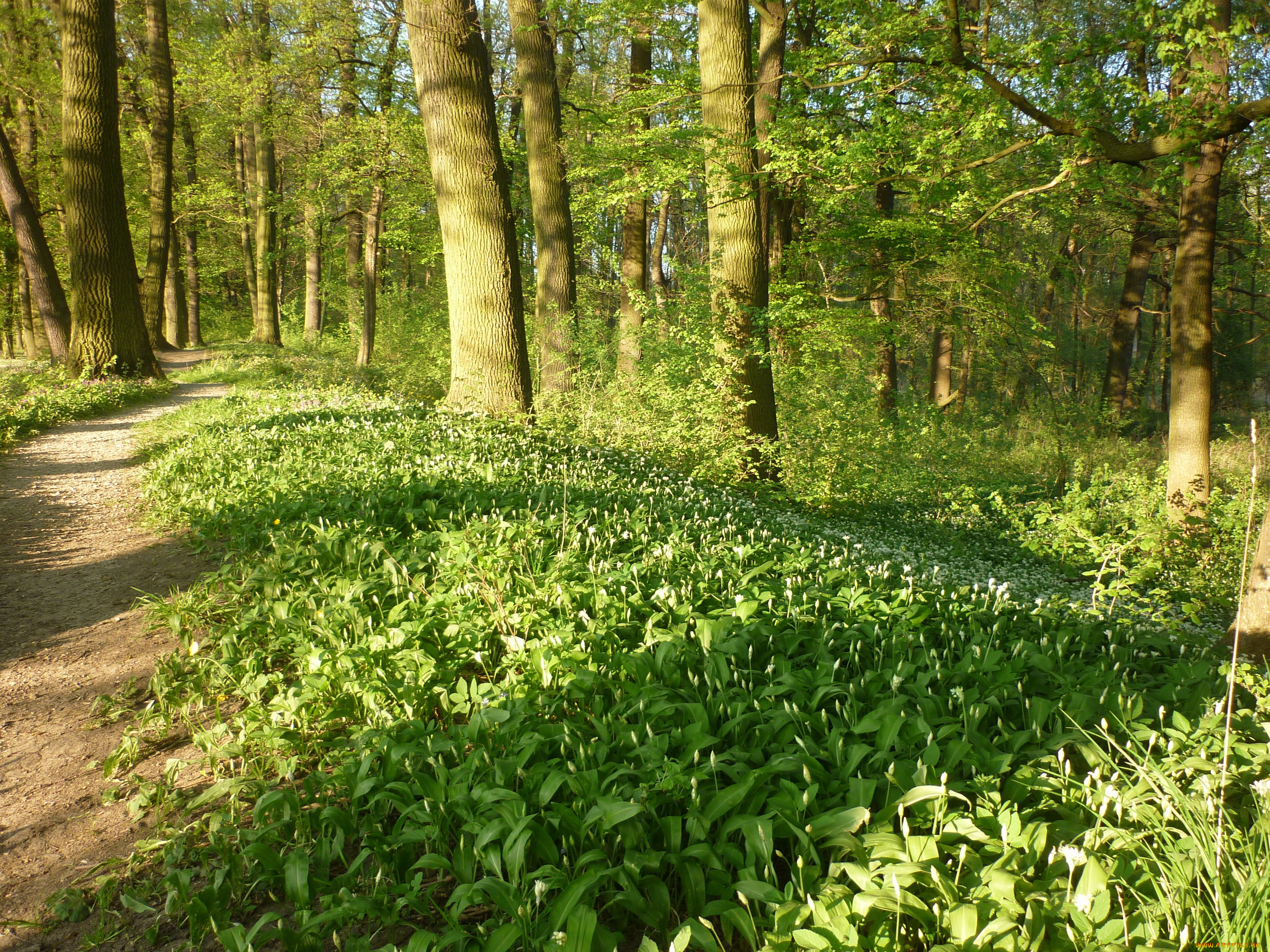 природа, лес, цветы, деревья, весна