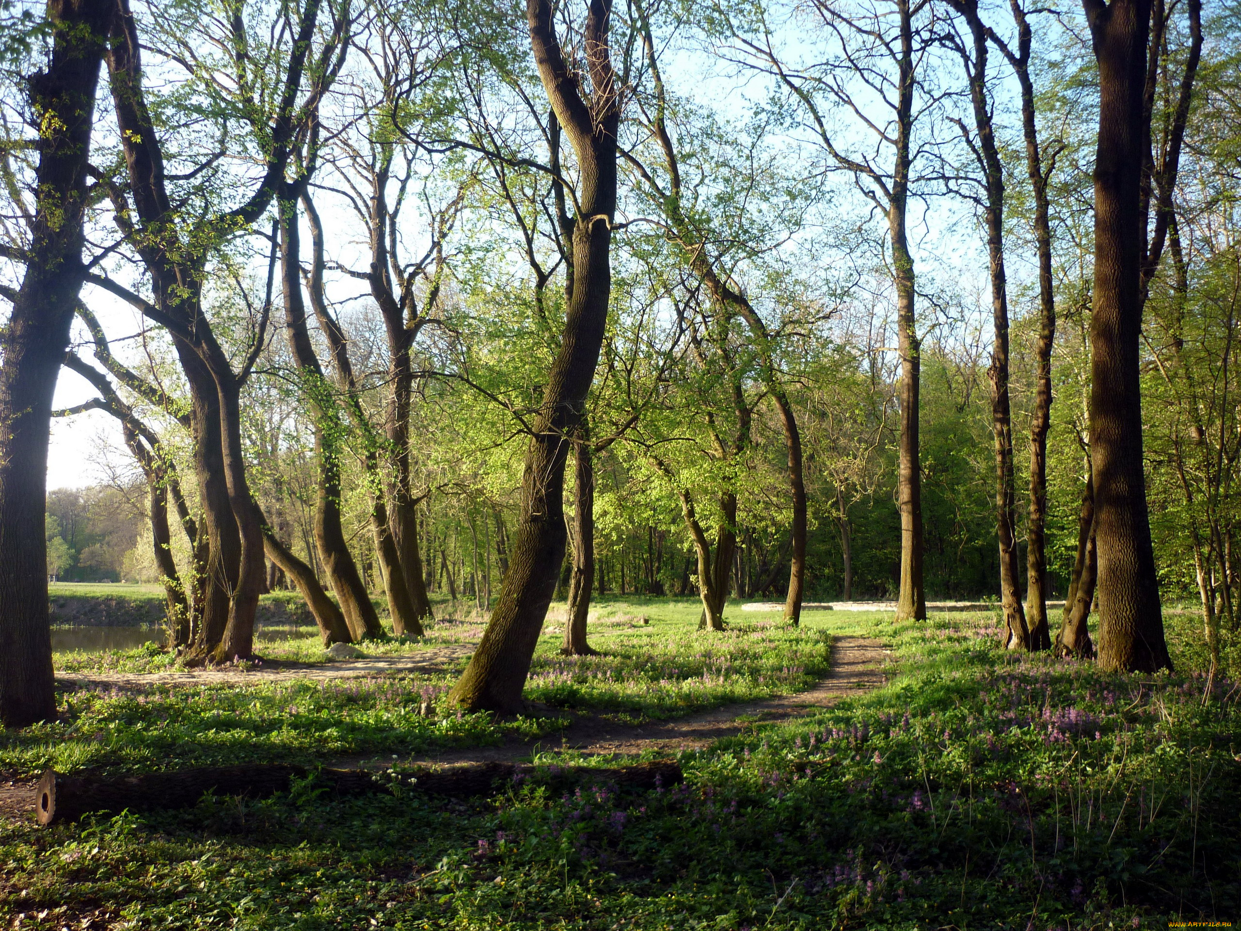 природа, лес, цветы, дорожка, весна