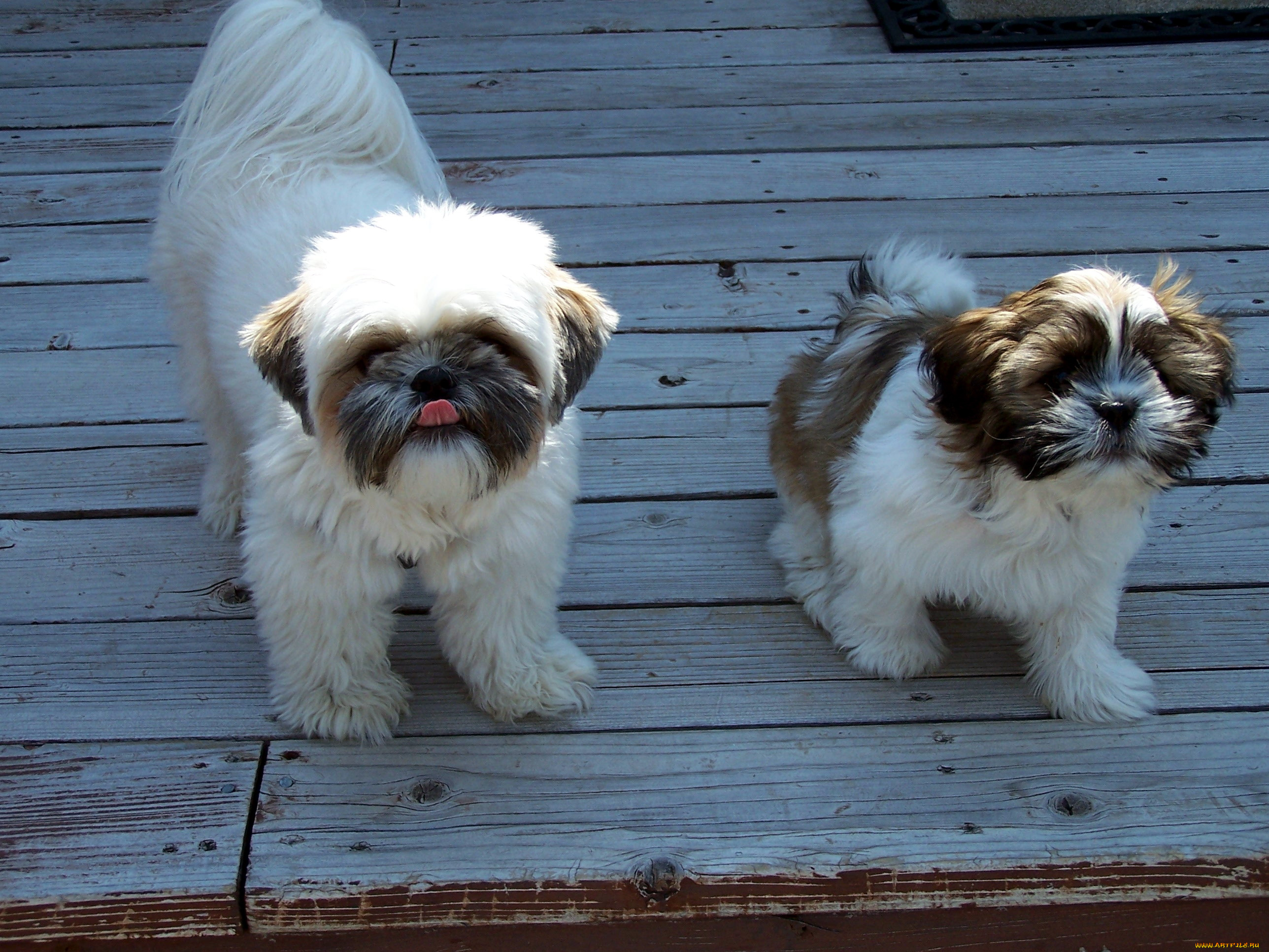 животные, собаки, щенки