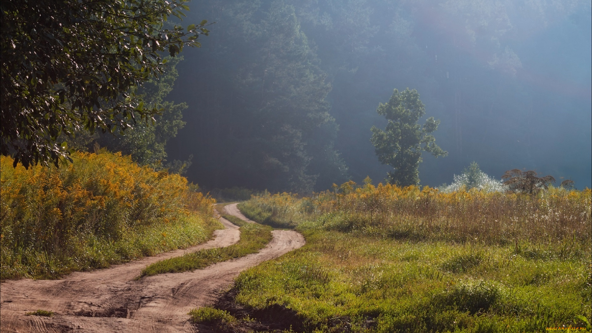 природа, дороги, лето, сергей, шабуневич, дымка, утро, лес