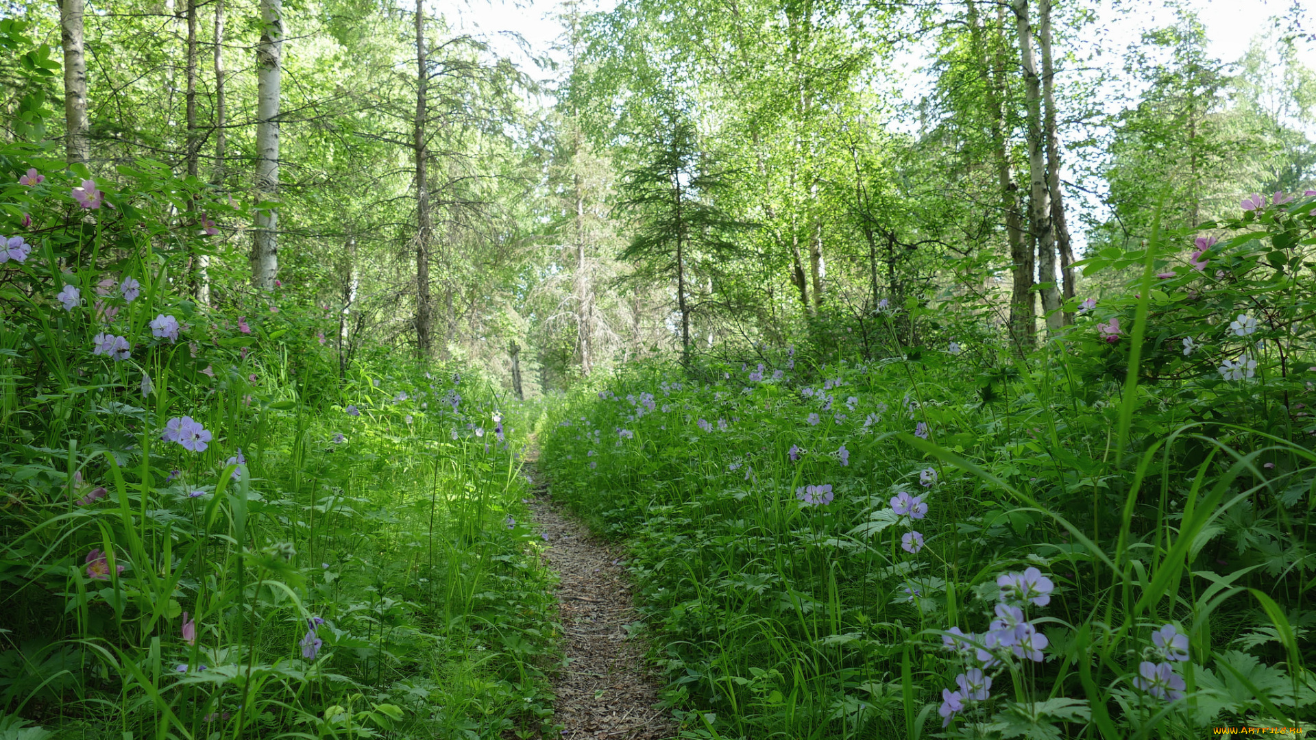 природа, дороги, простор