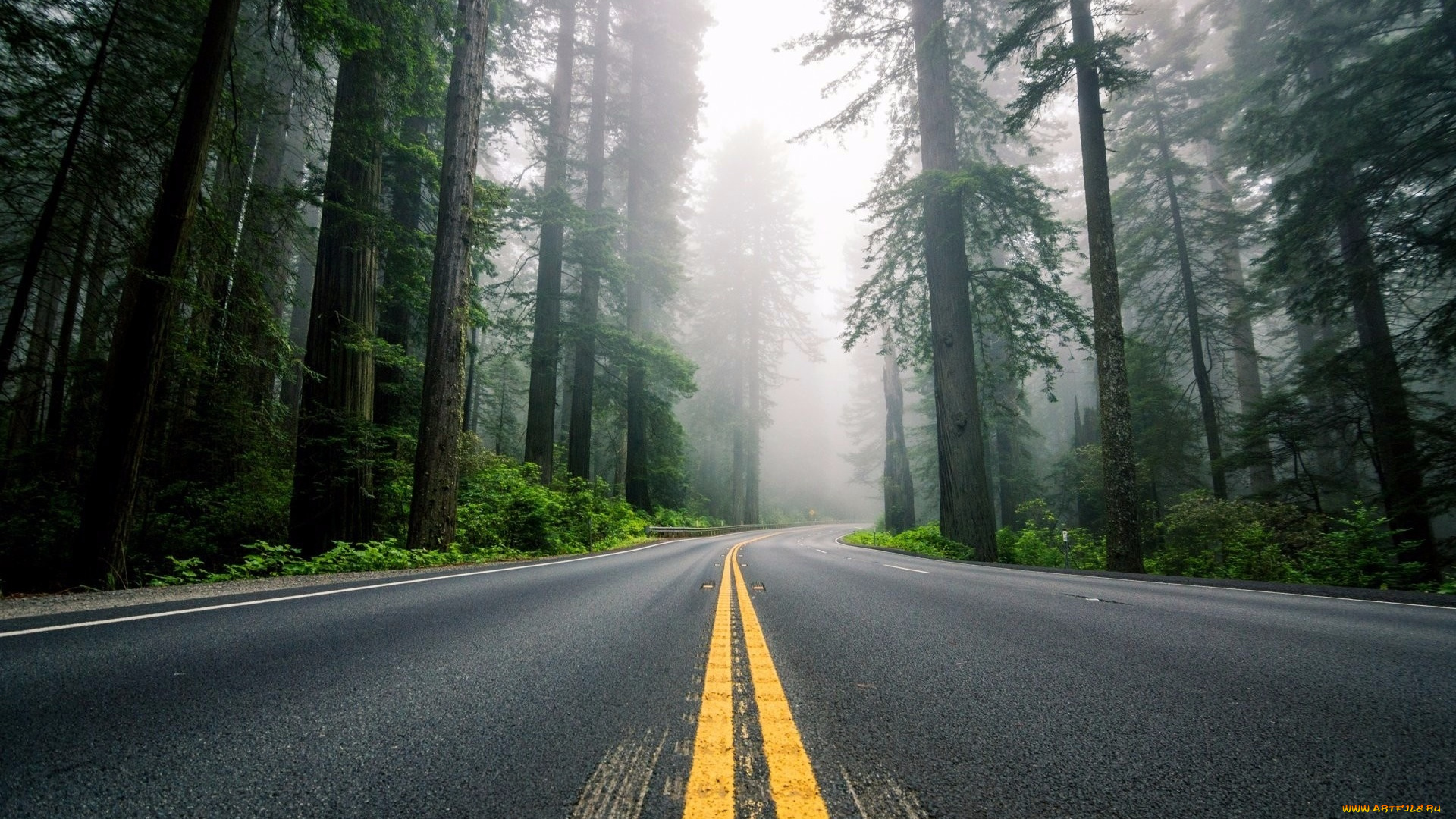 природа, дороги, туман, красиво, лес, дорога