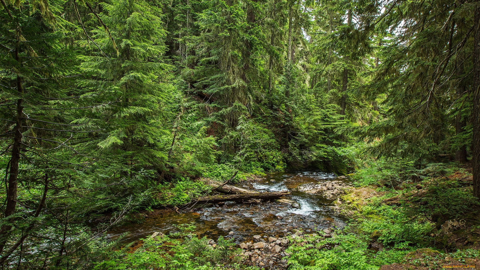 природа, лес, простор