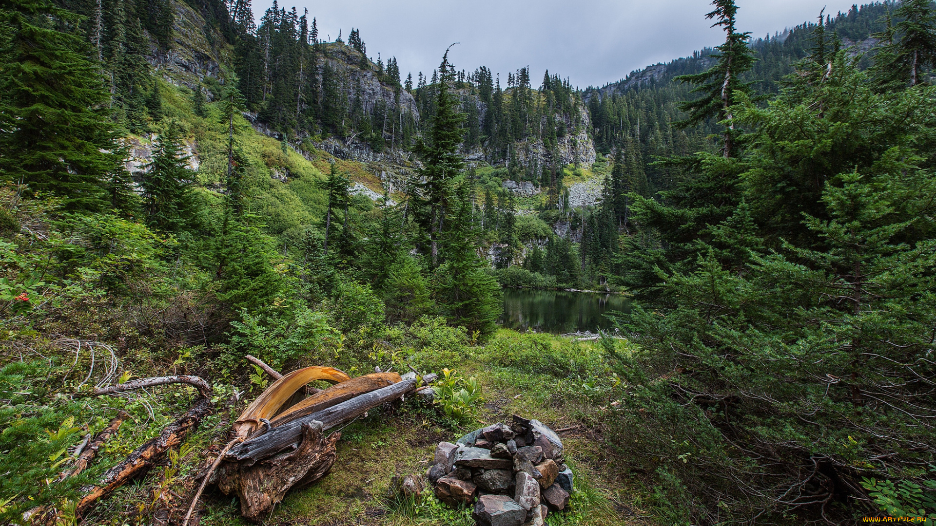 природа, лес, простор