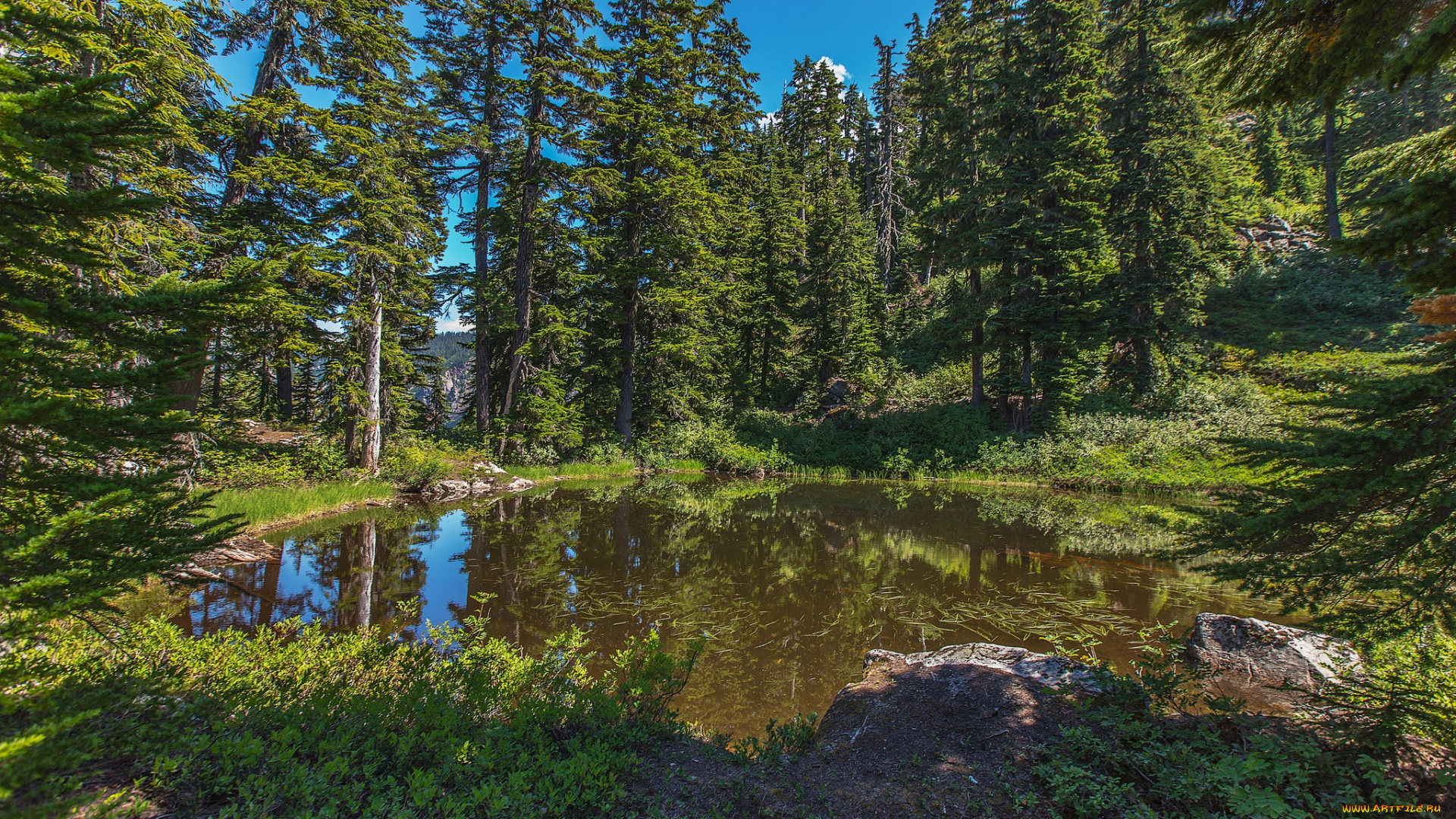 природа, лес, простор