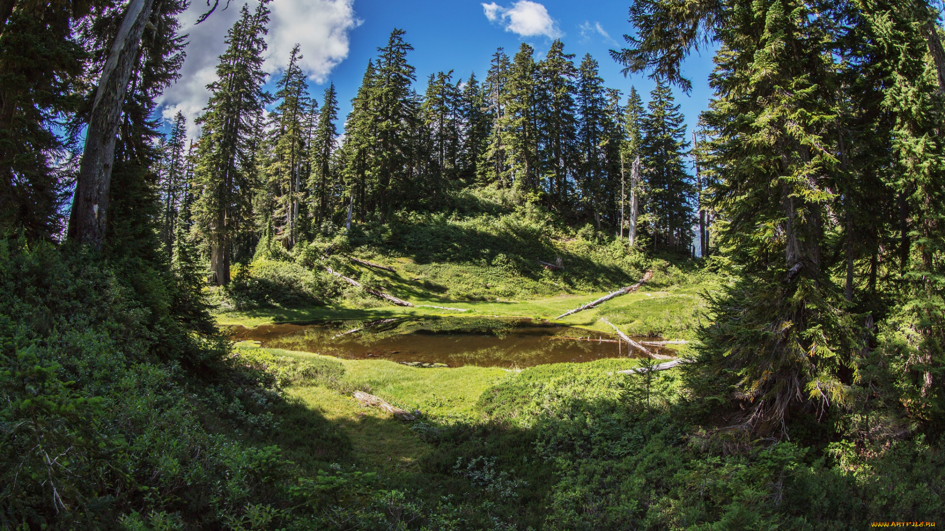 природа, лес, простор