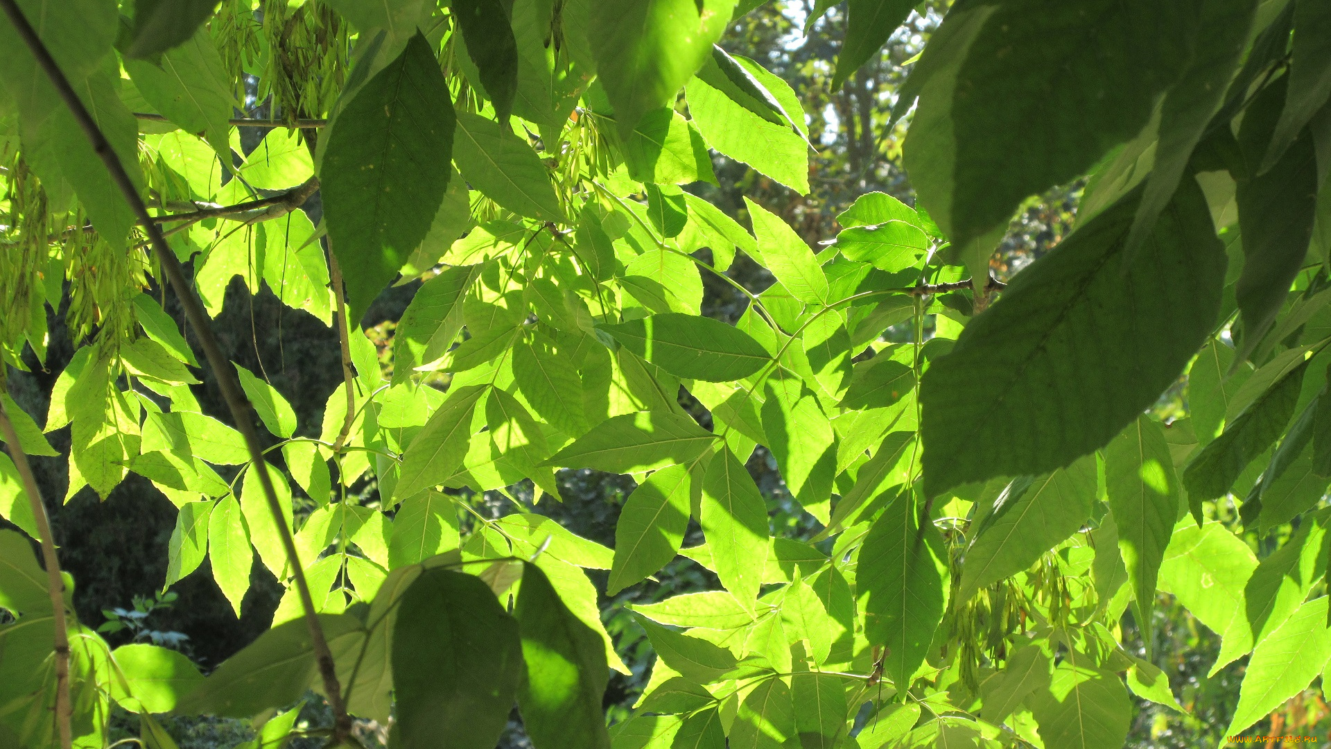 природа, листья