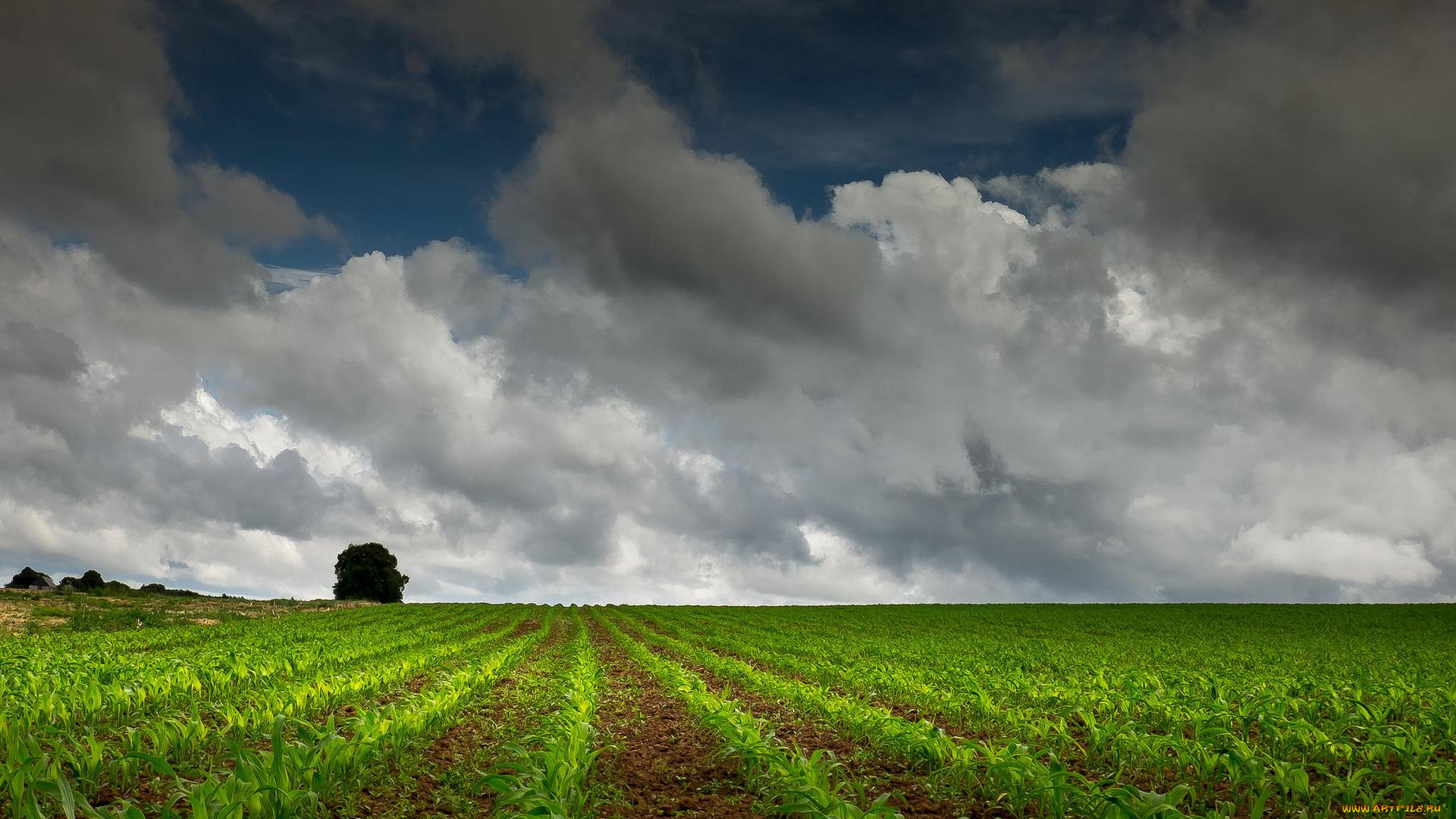 природа, поля, пейзаж, облака, небо, поле