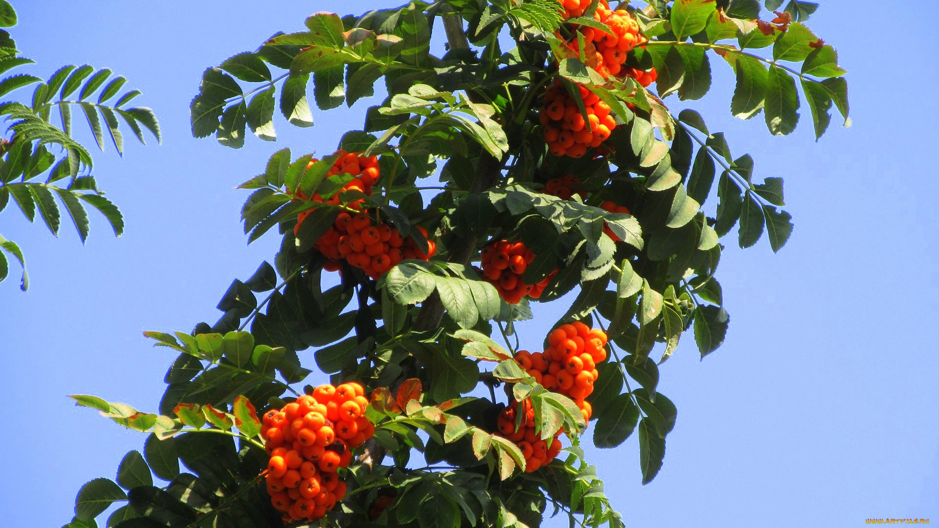 природа, Ягоды, , рябина, оранжевые