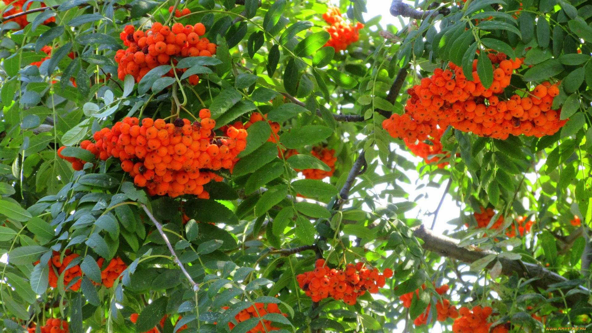 природа, Ягоды, , рябина, оранжевые