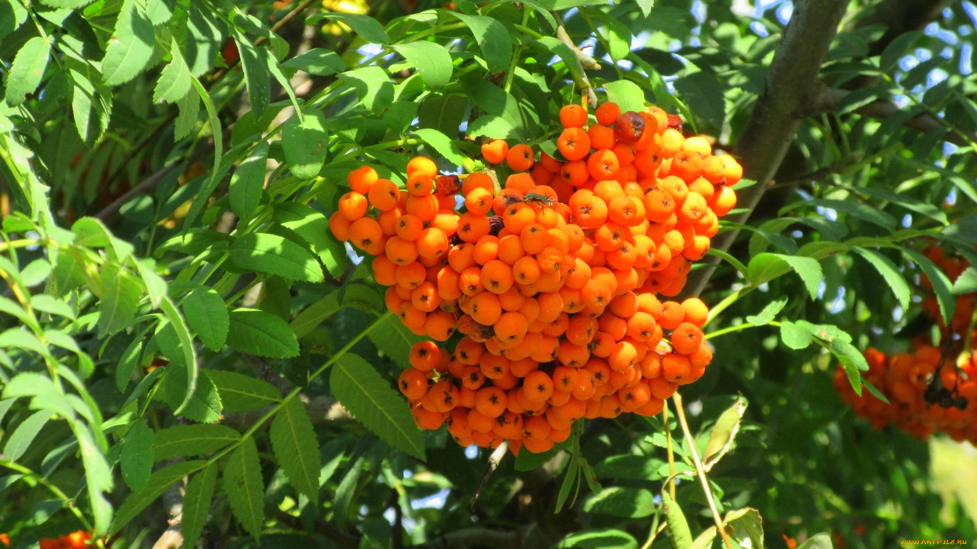 природа, Ягоды, , рябина, оранжевые