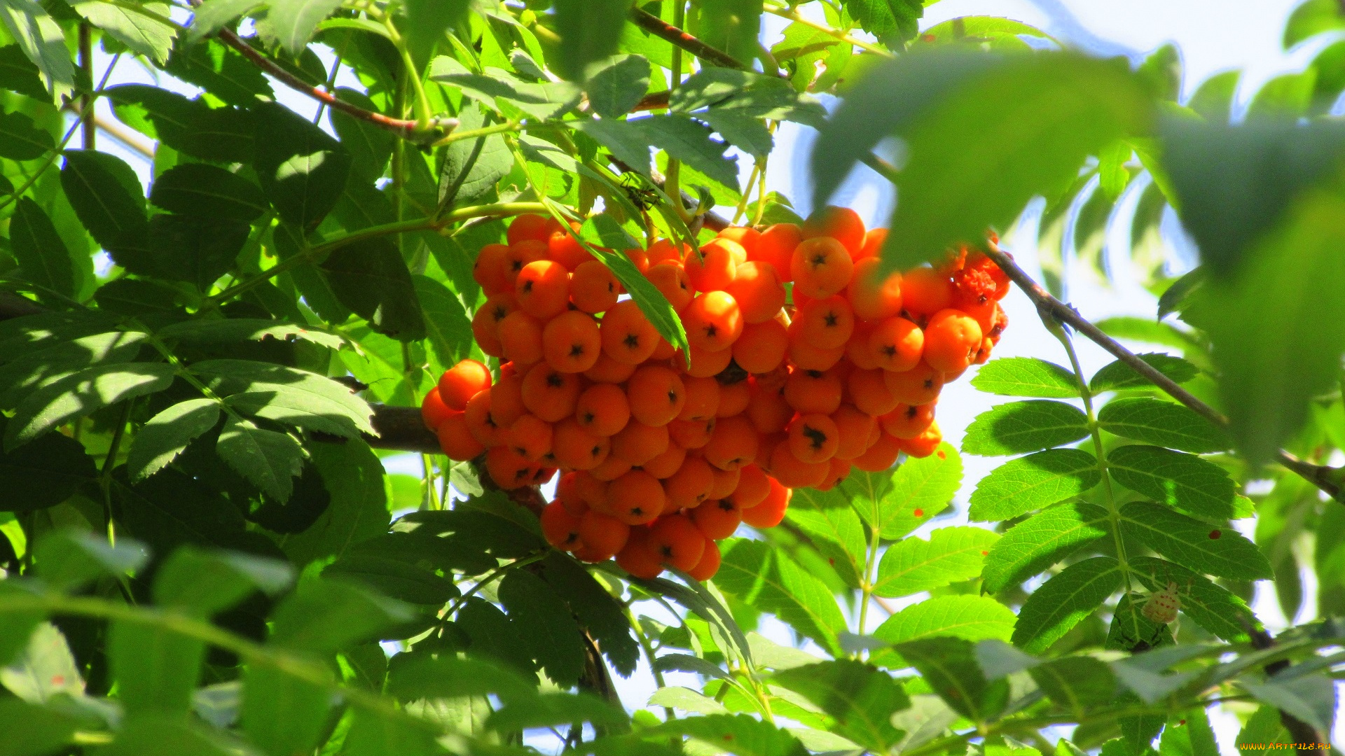 природа, Ягоды, , рябина, оранжевые