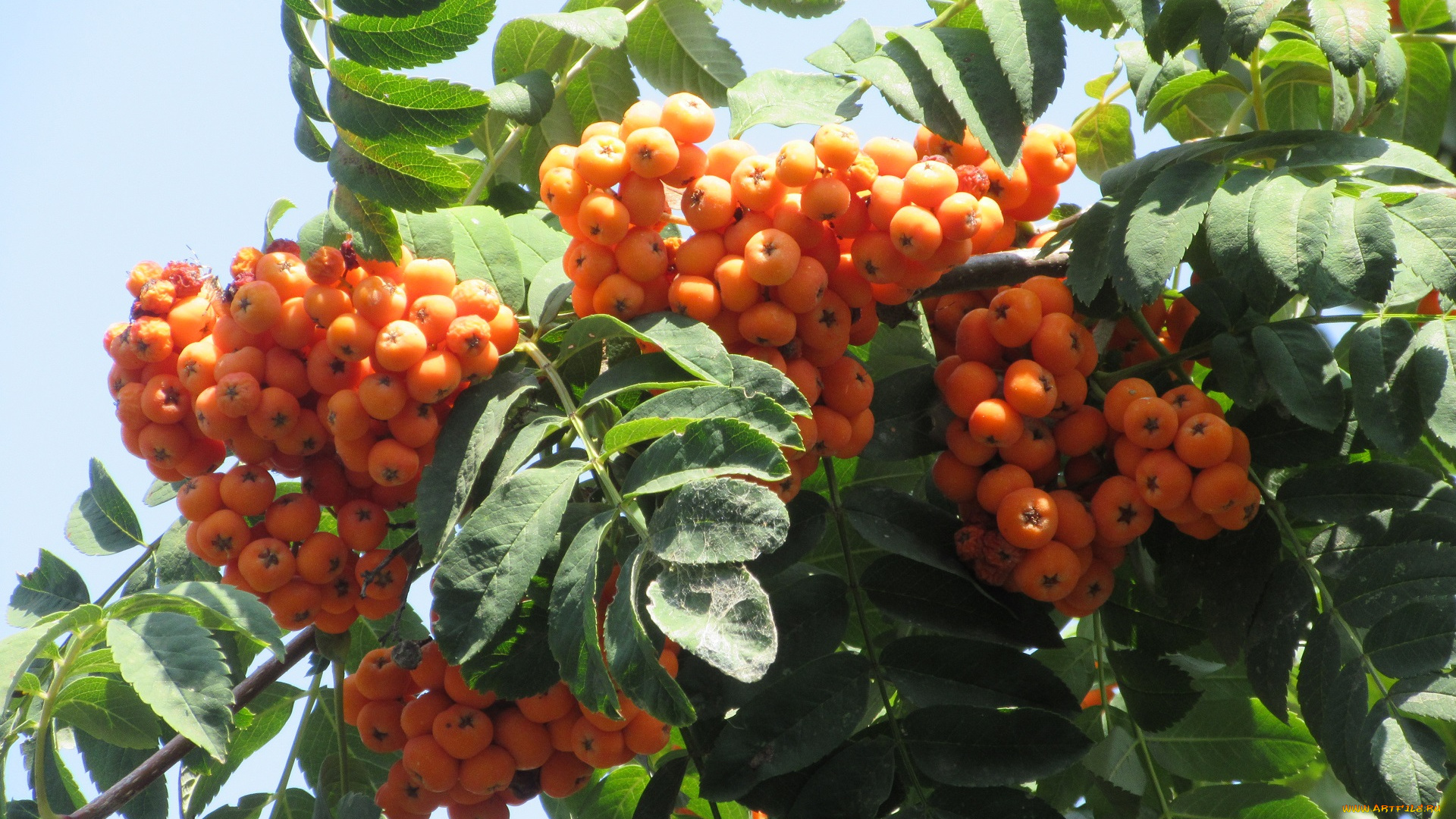 природа, Ягоды, , рябина, ягоды