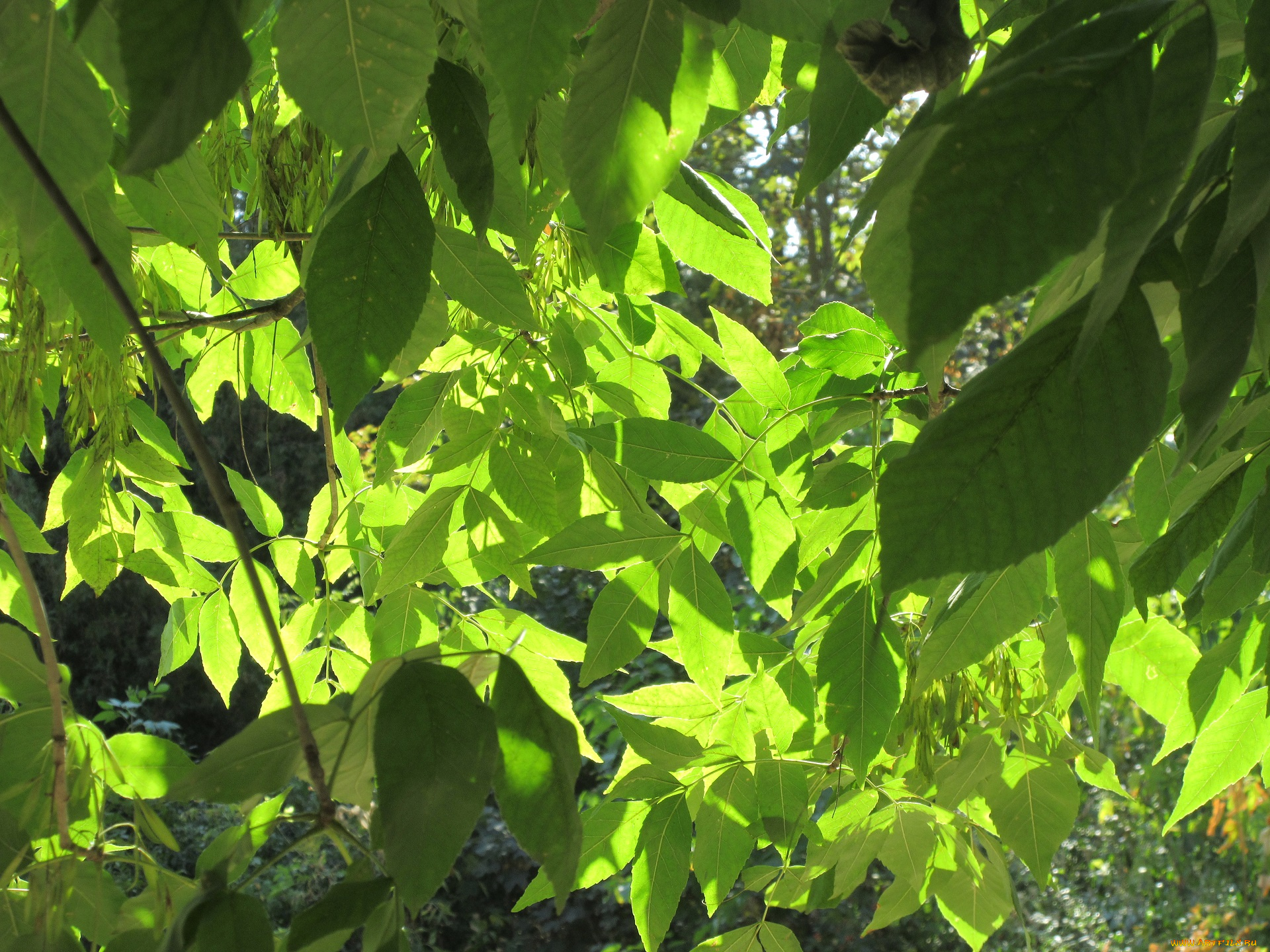 природа, листья