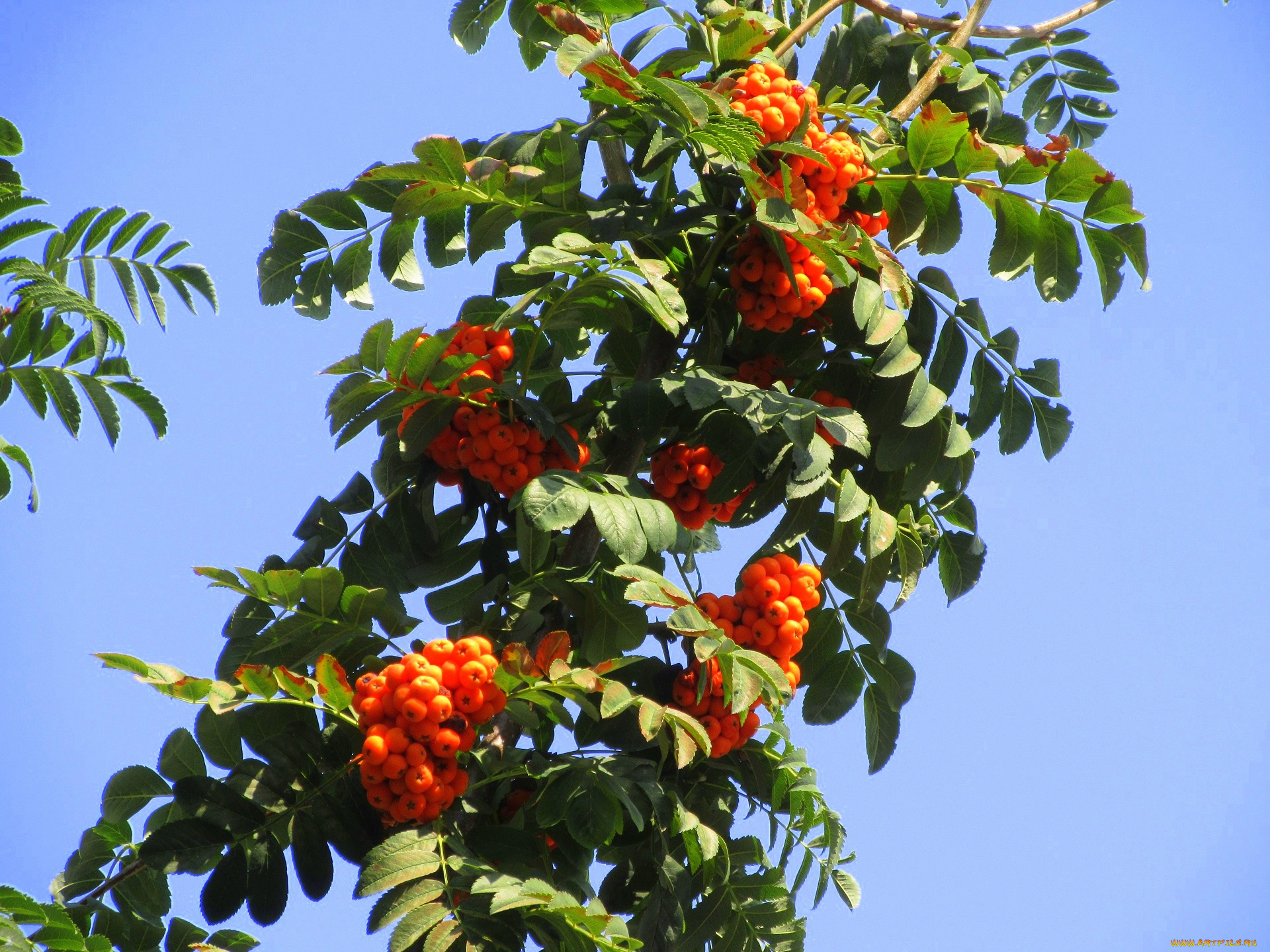 природа, Ягоды, , рябина, оранжевые