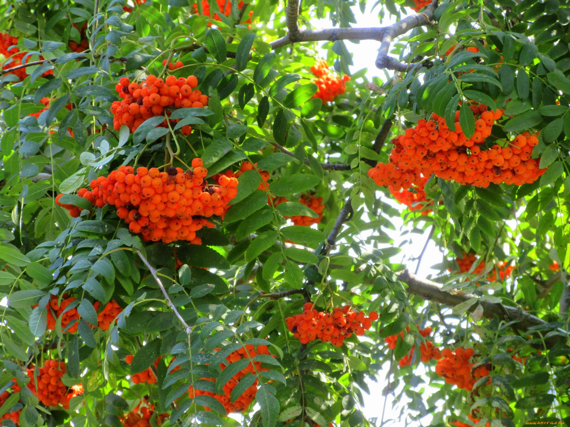 природа, Ягоды, , рябина, оранжевые