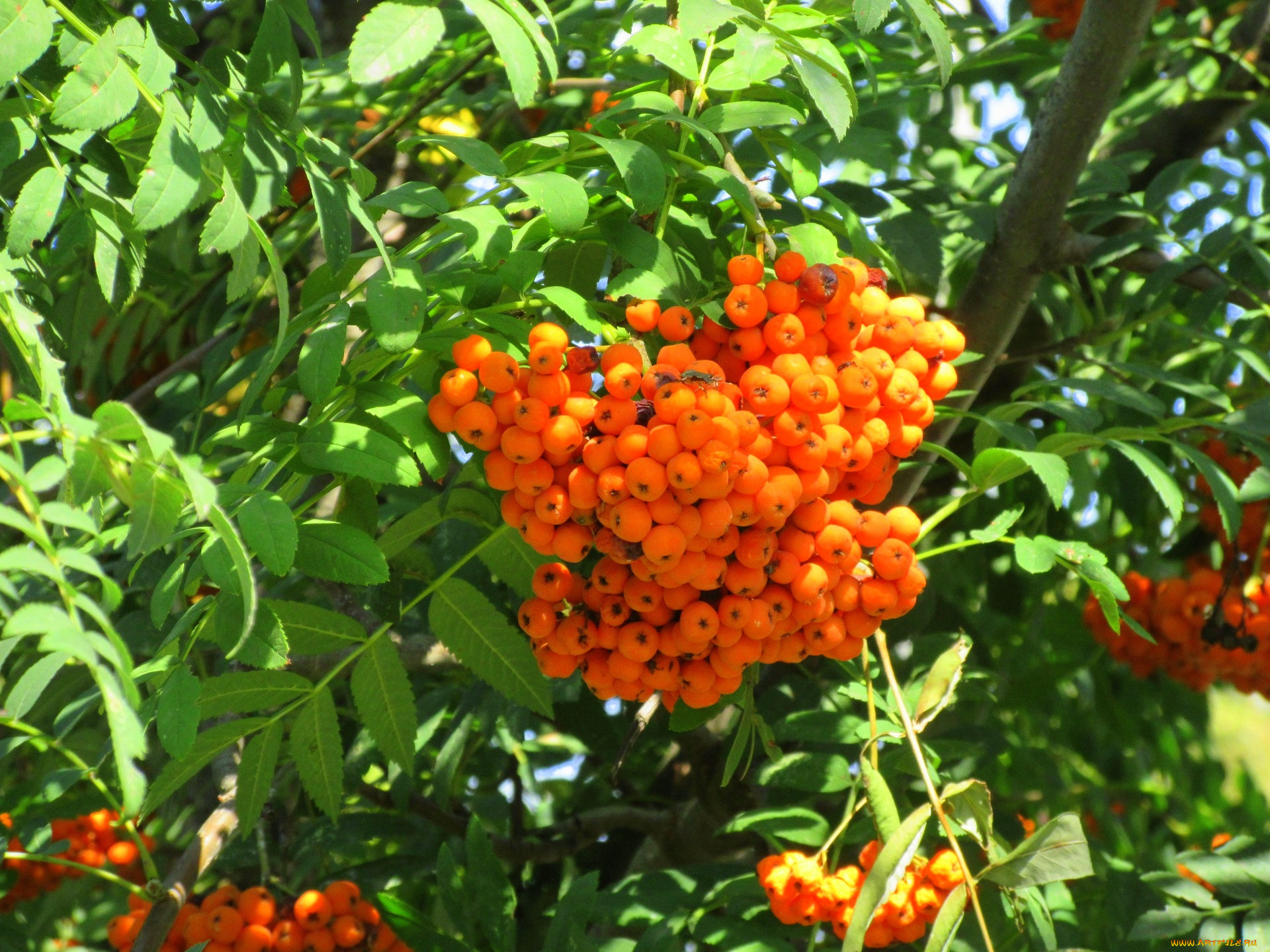 природа, Ягоды, , рябина, оранжевые