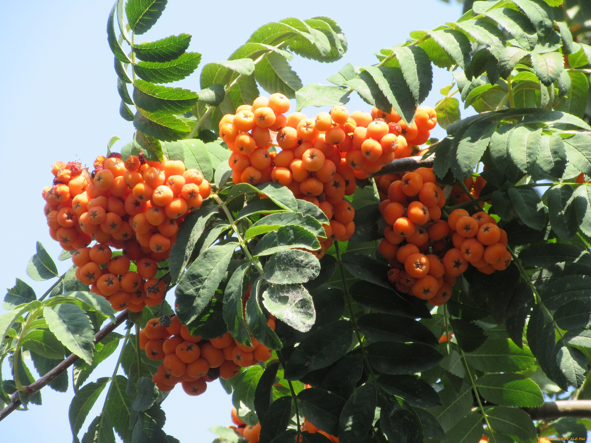 природа, Ягоды, , рябина, ягоды