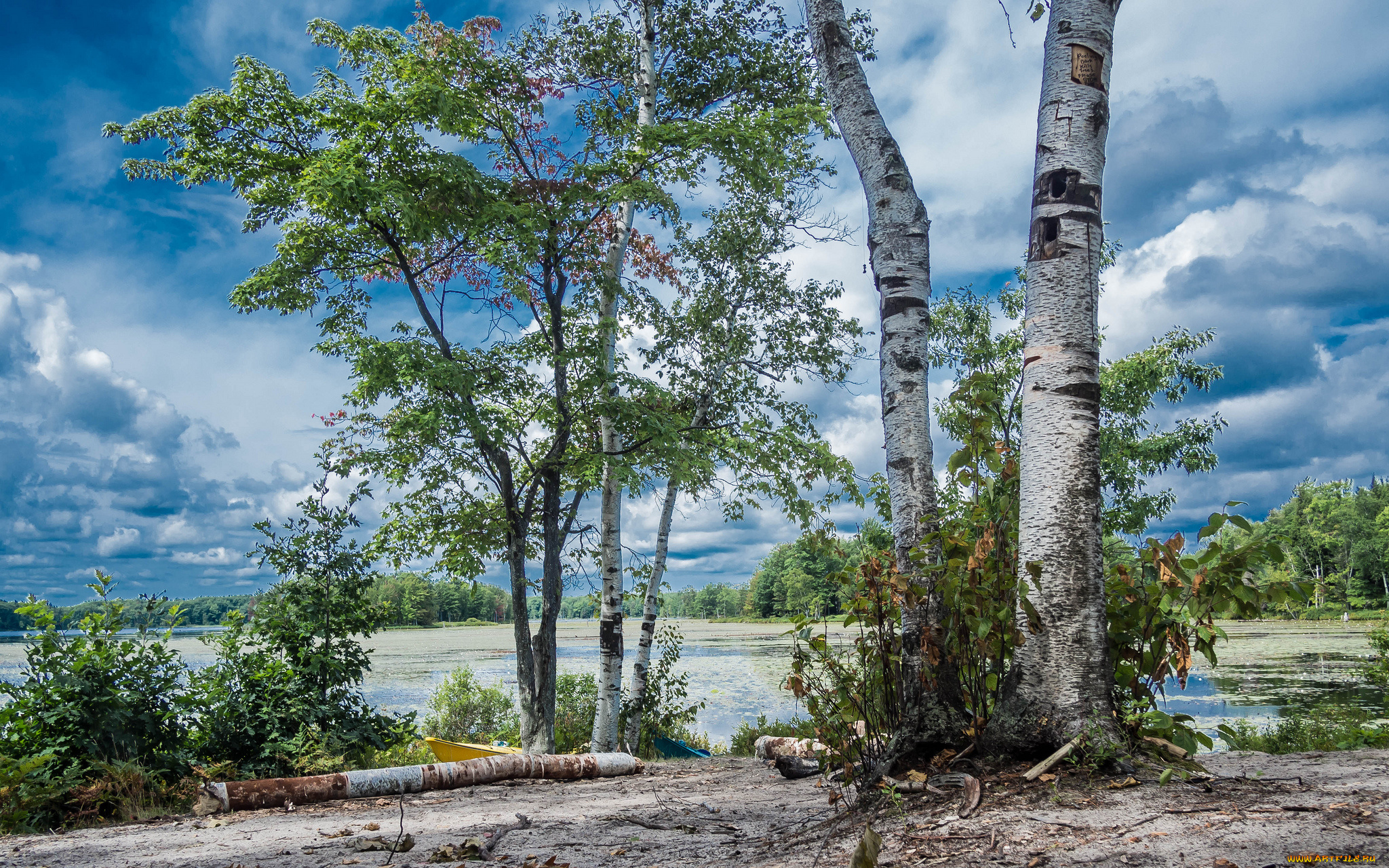 природа, деревья, простор