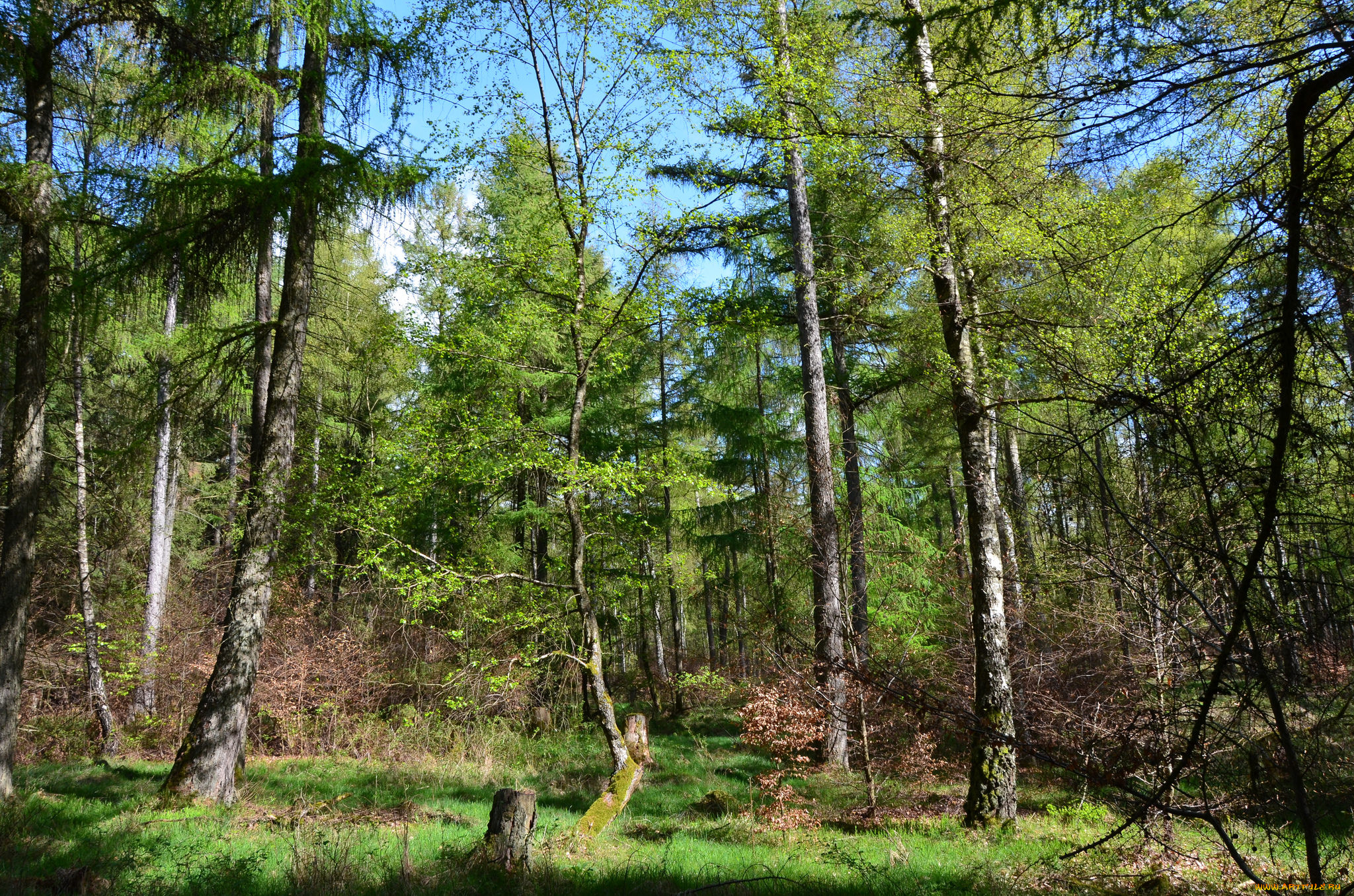 природа, лес, простор