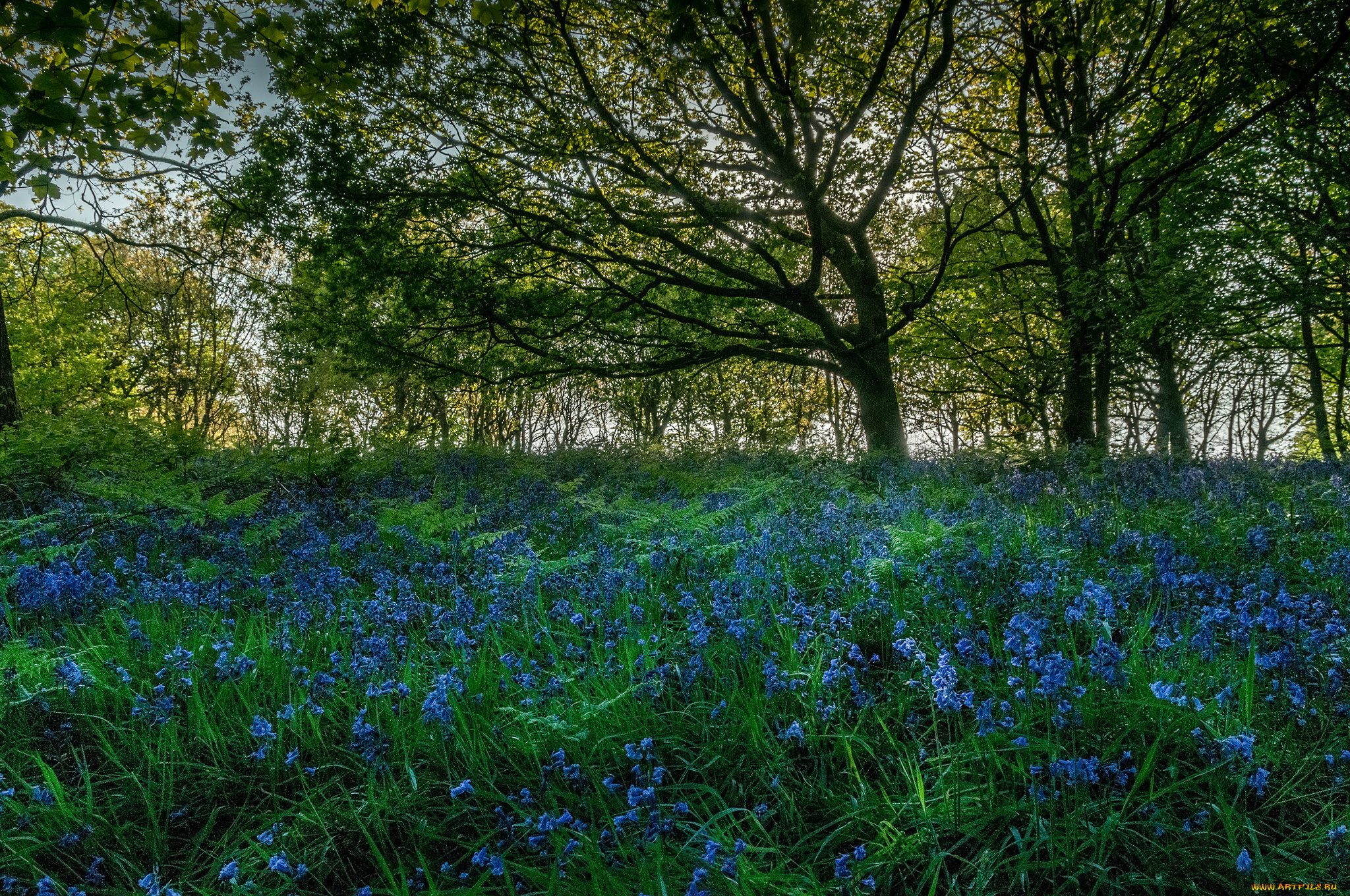 природа, лес, простор