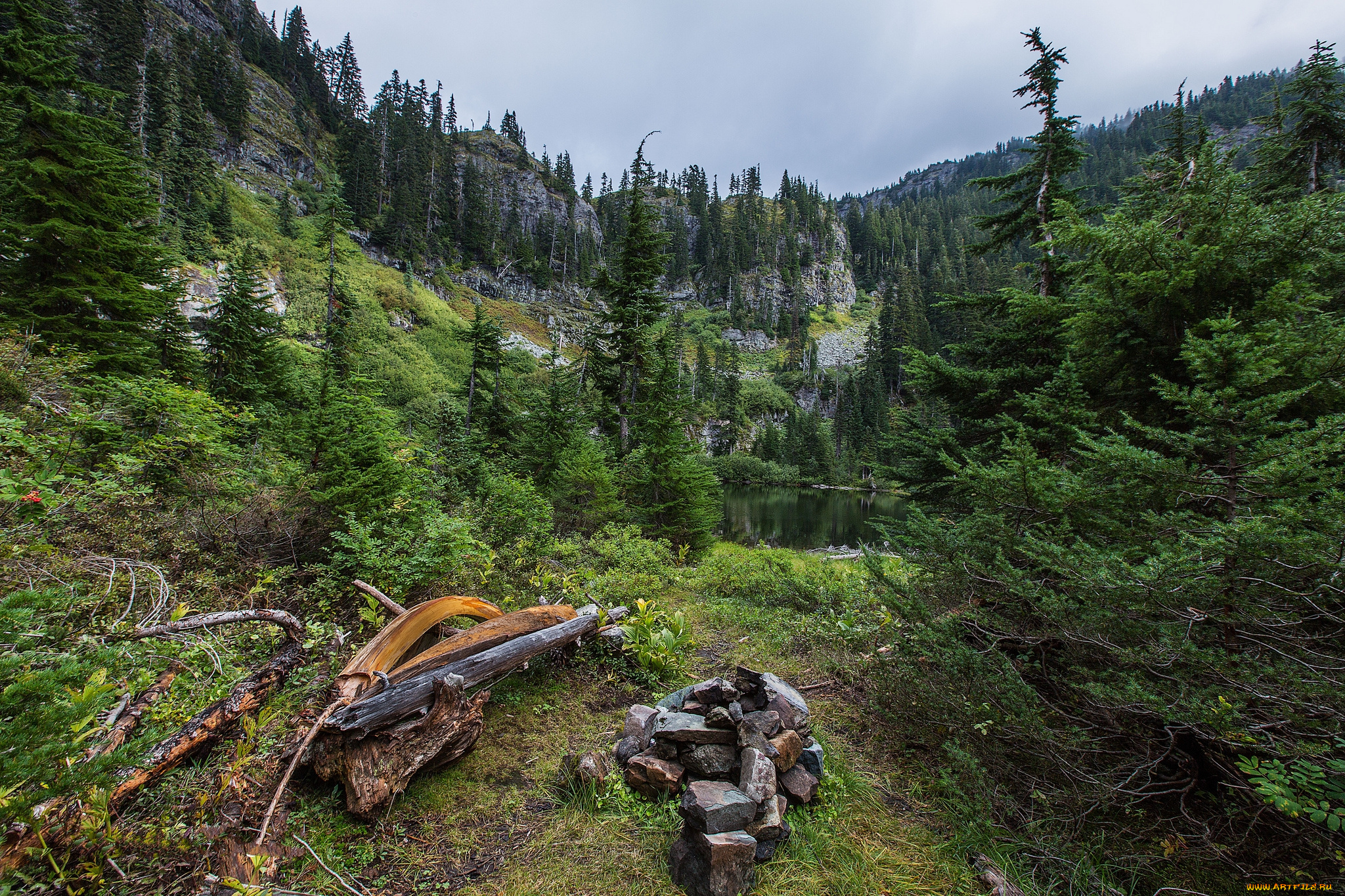 природа, лес, простор