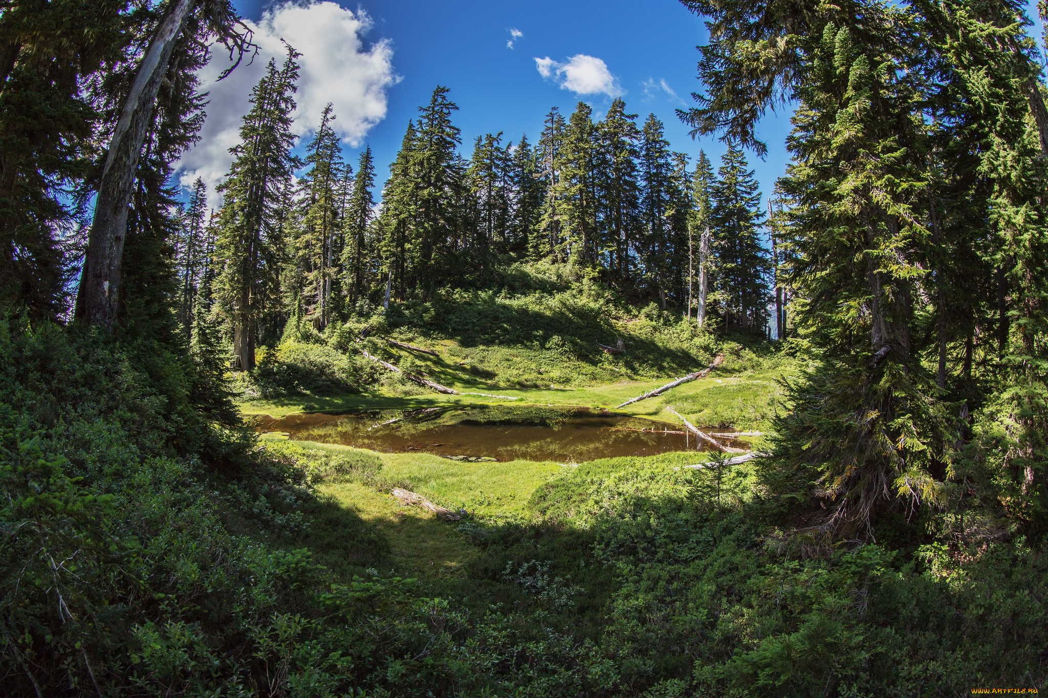 природа, лес, простор