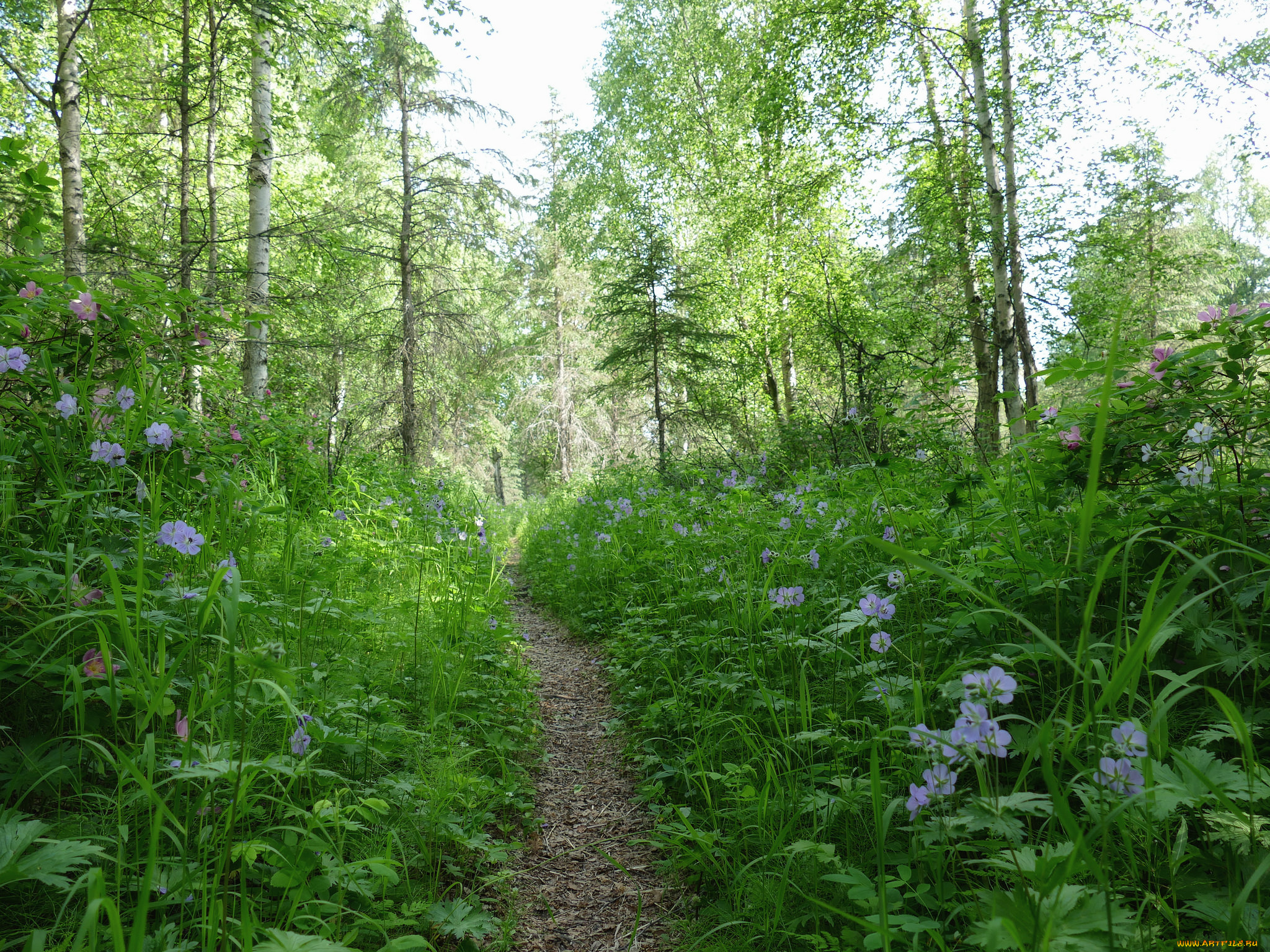 природа, дороги, простор