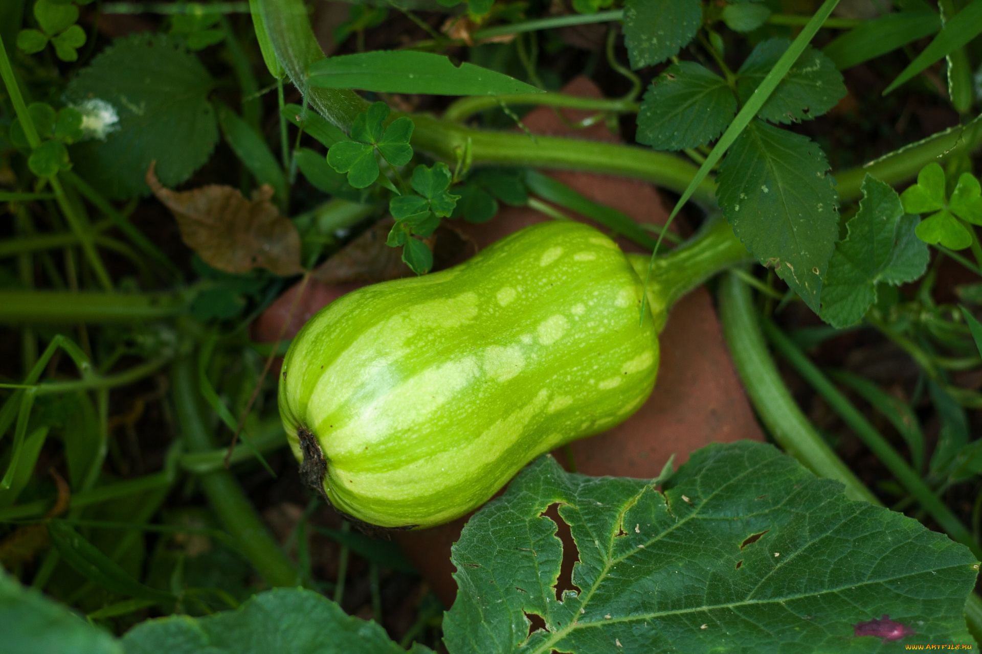 мускатная, тыква, природа, плоды, мускатная, тыква