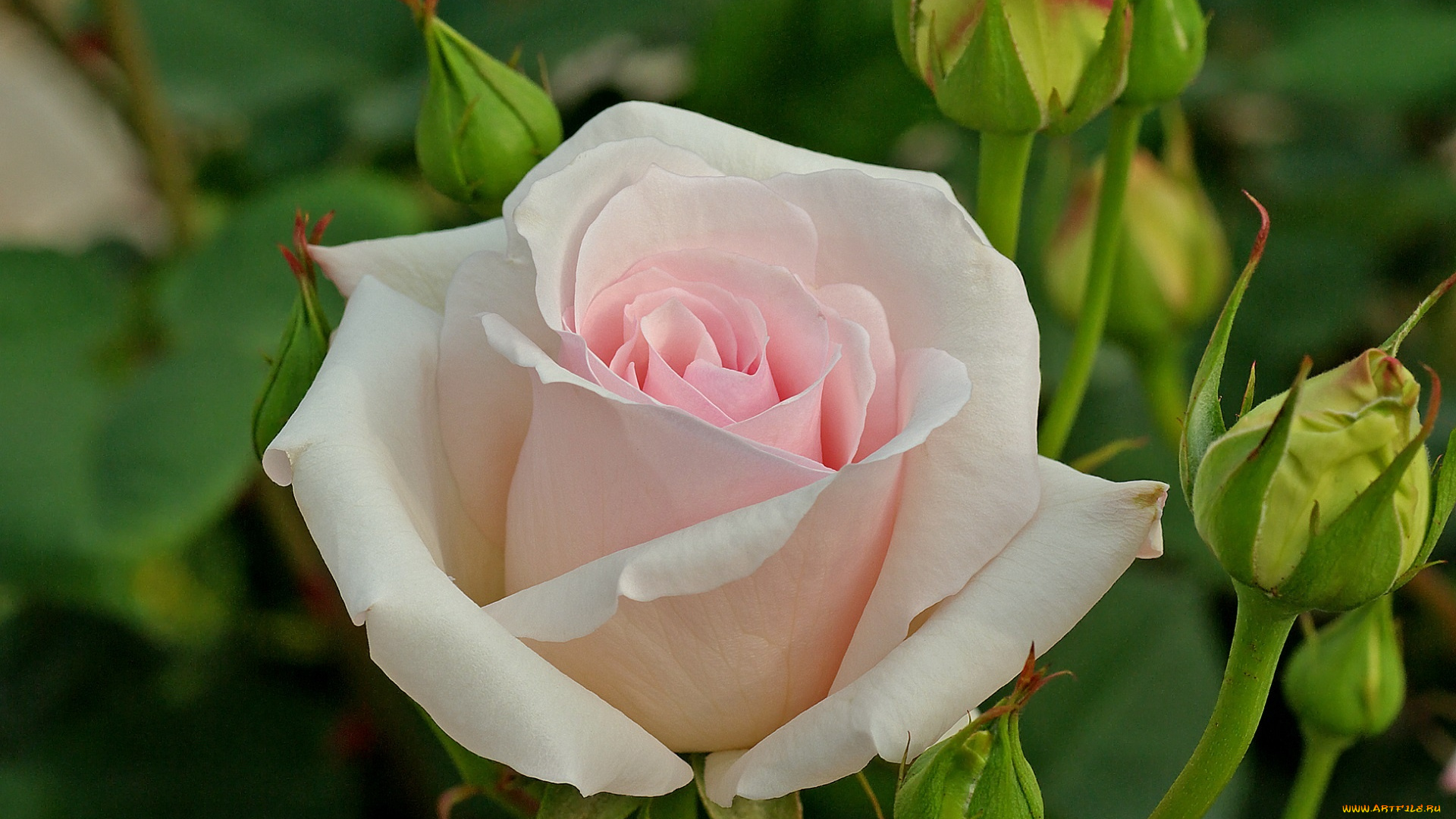 ophelia, hybrid, tea, rose, цветы, розы, ophelia, hybrid, tea, rose