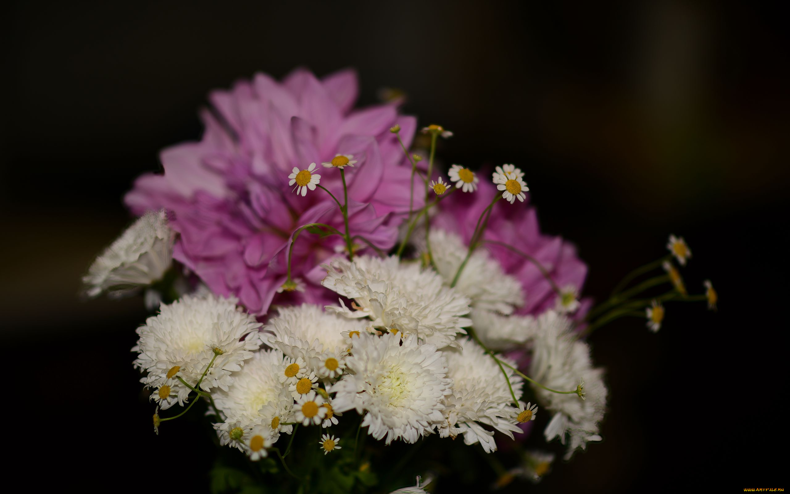 цветы, букеты, , композиции, георгин, хризантема, ромашки