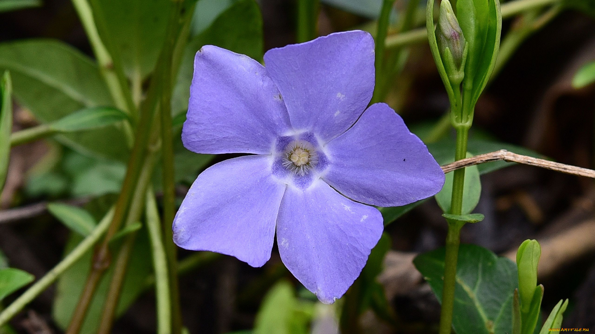 цветы, барвинок, голубой, макро