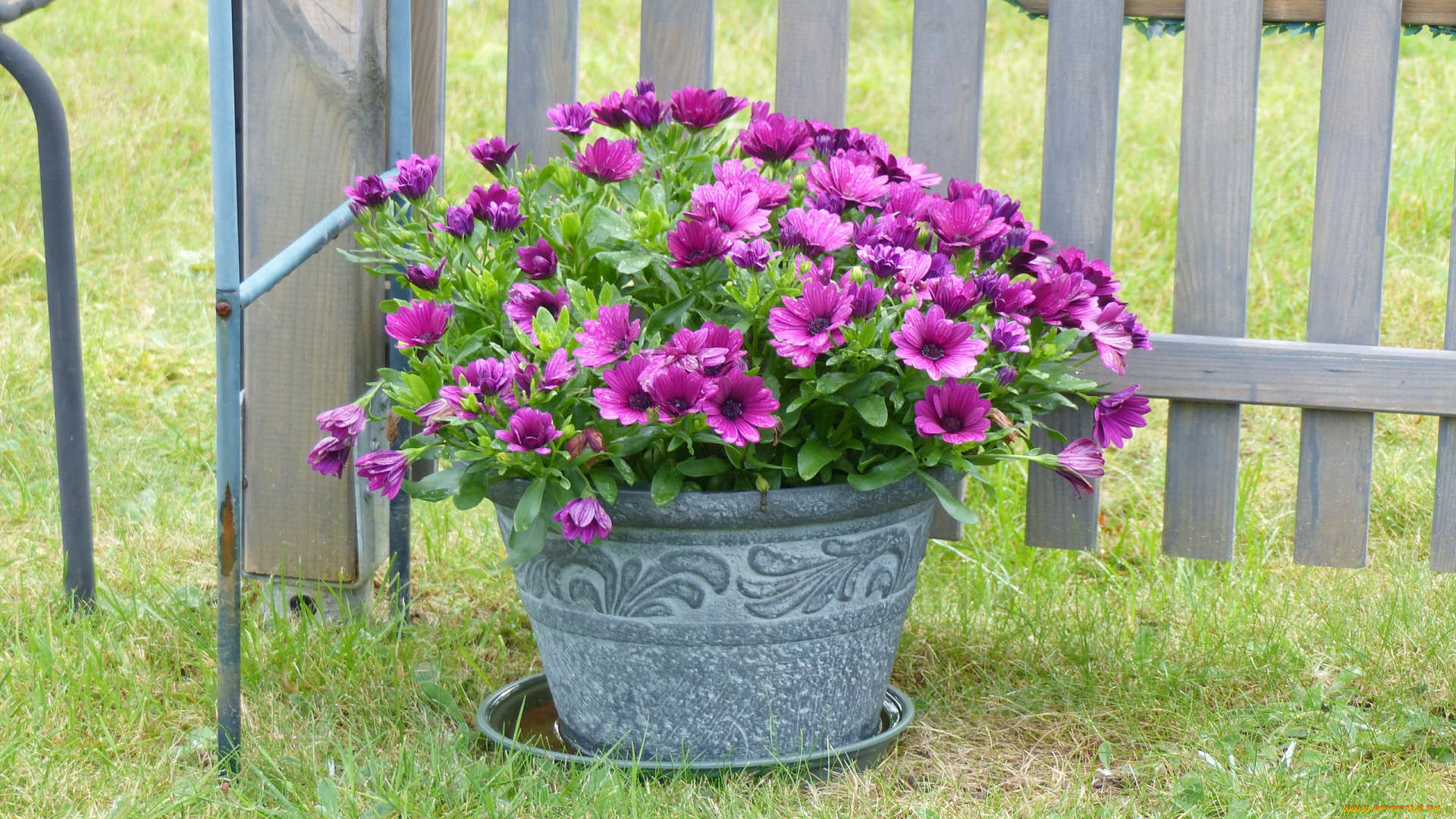 цветы, диморфотеки, лиловые