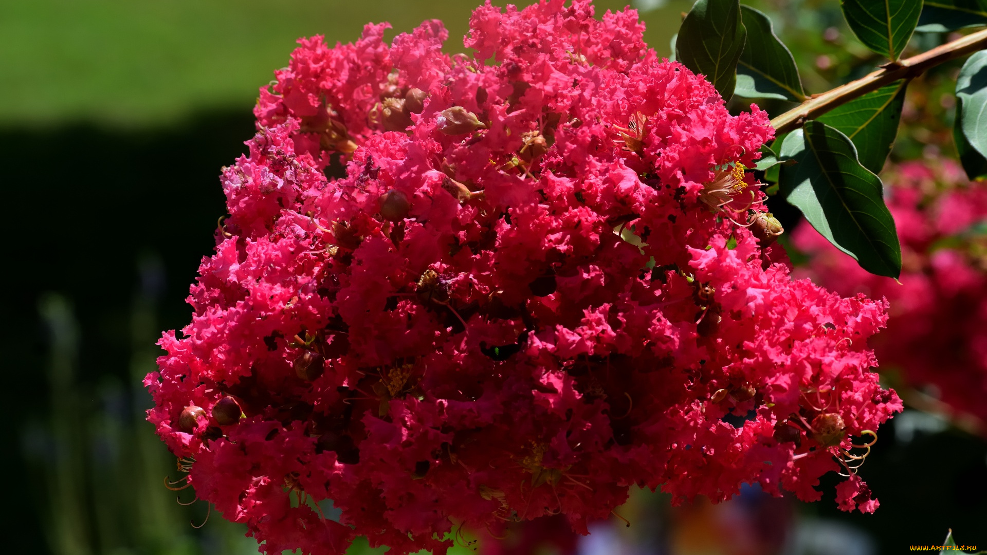 цветы, лагерстрёмия, , индийская, сирень, цветущая, ветка