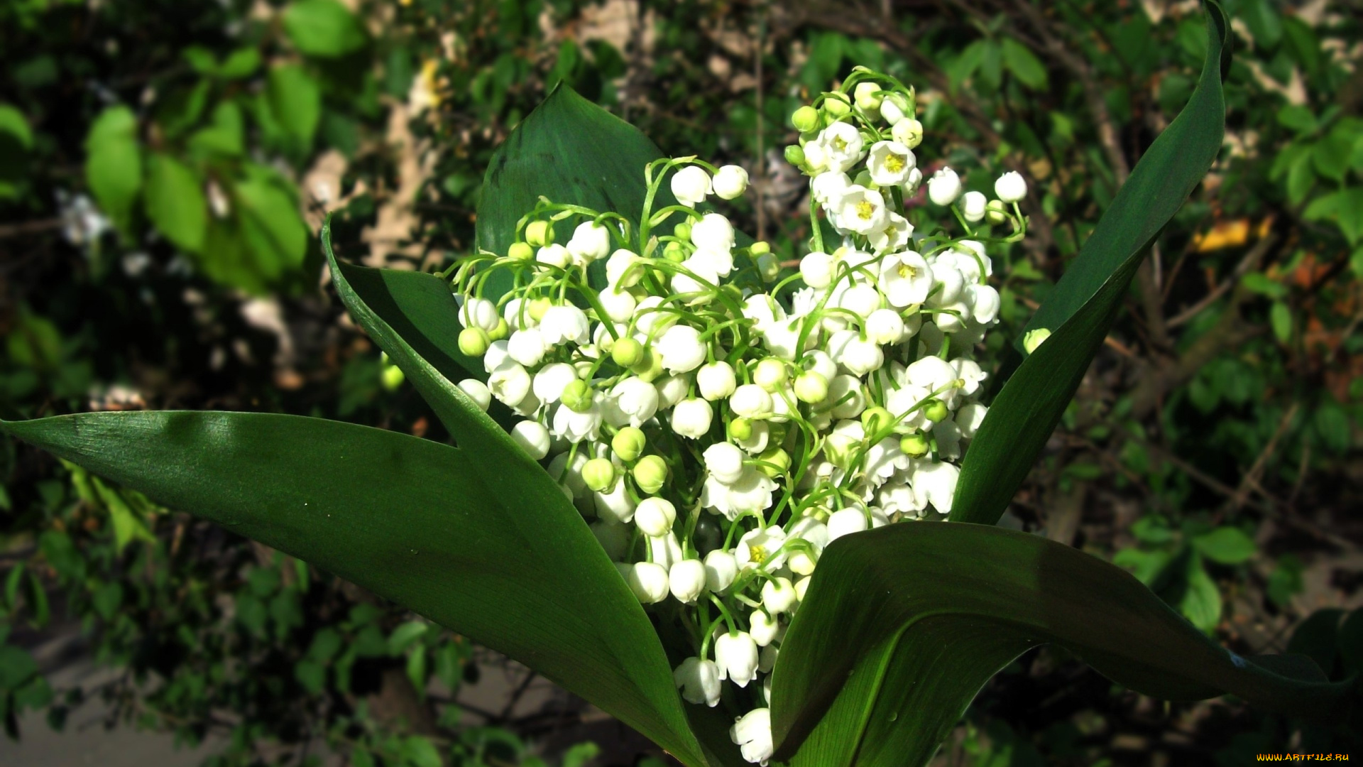 цветы, ландыши, листья, букет