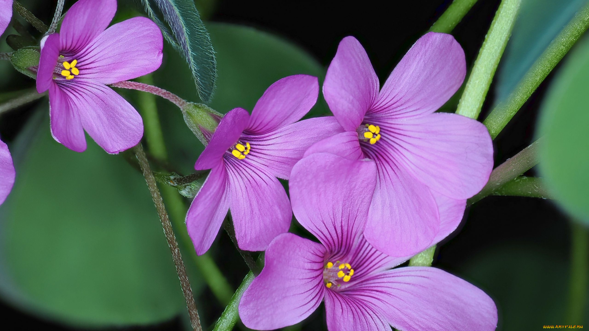 цветы, макро